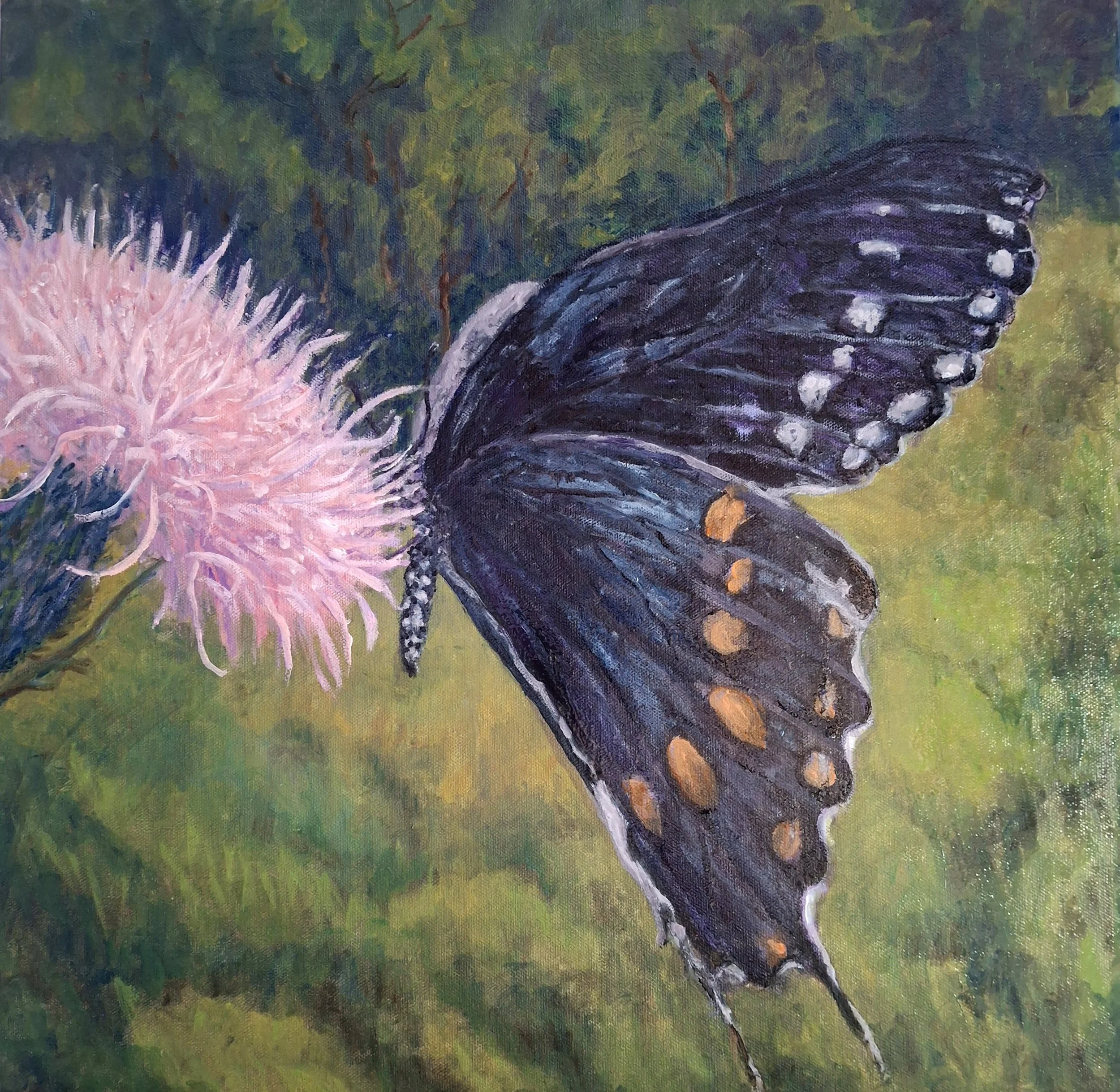 Butterfly Wonder