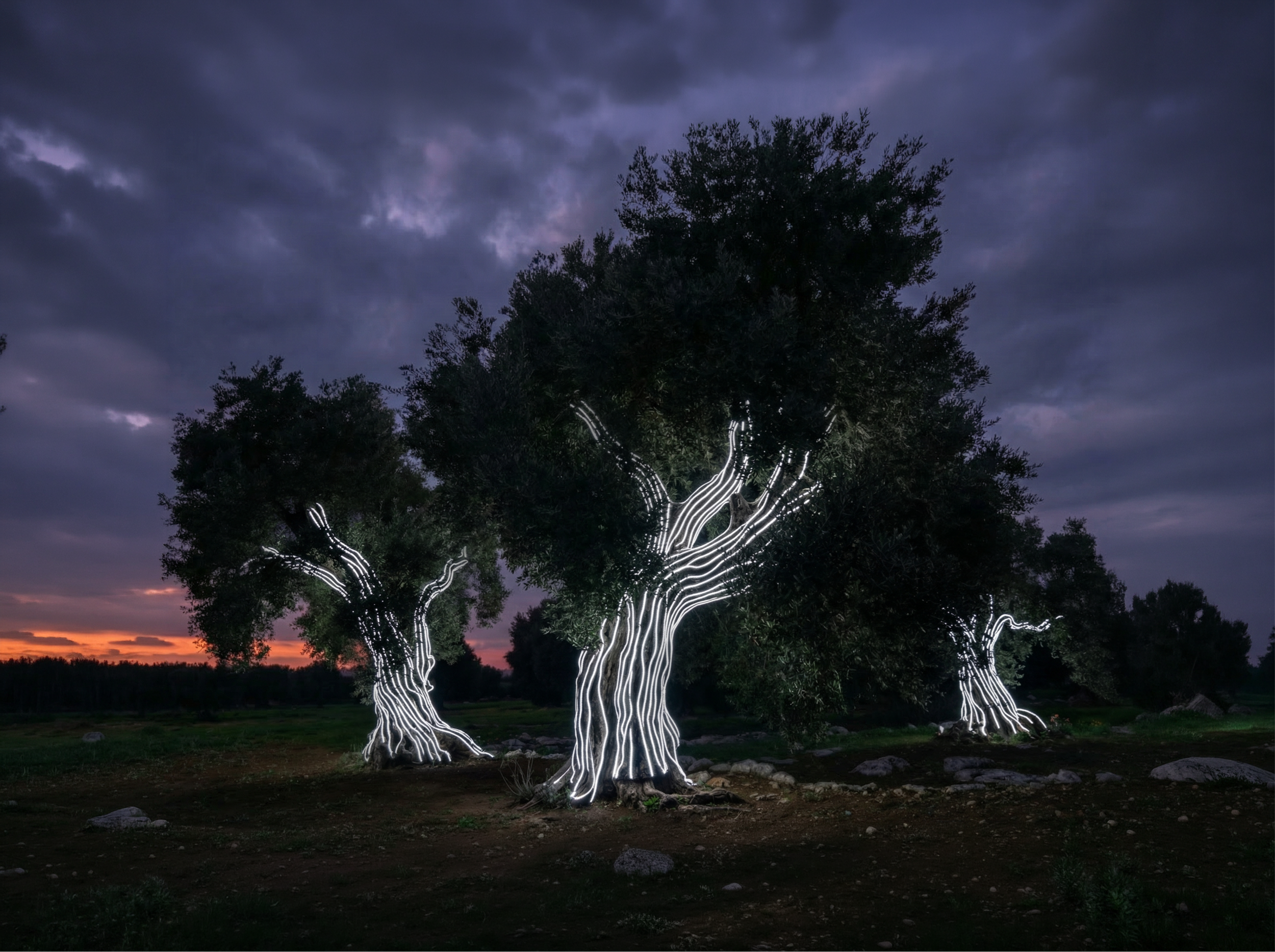 concept 01_radici_night.png