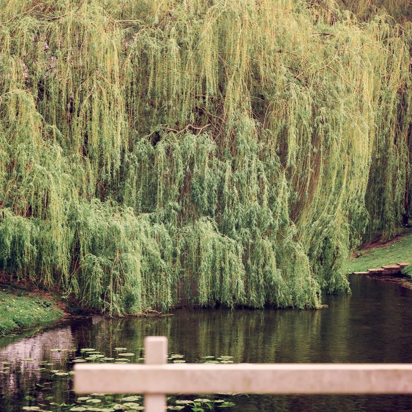A moment of stillness 🌿

I&rsquo;m starting my week by diving into the edits from last Wednesday&rsquo;s session.

This view was such a highlight &mdash; the way the willow trees sweep over the water felt like something out of a painting. I love fin
