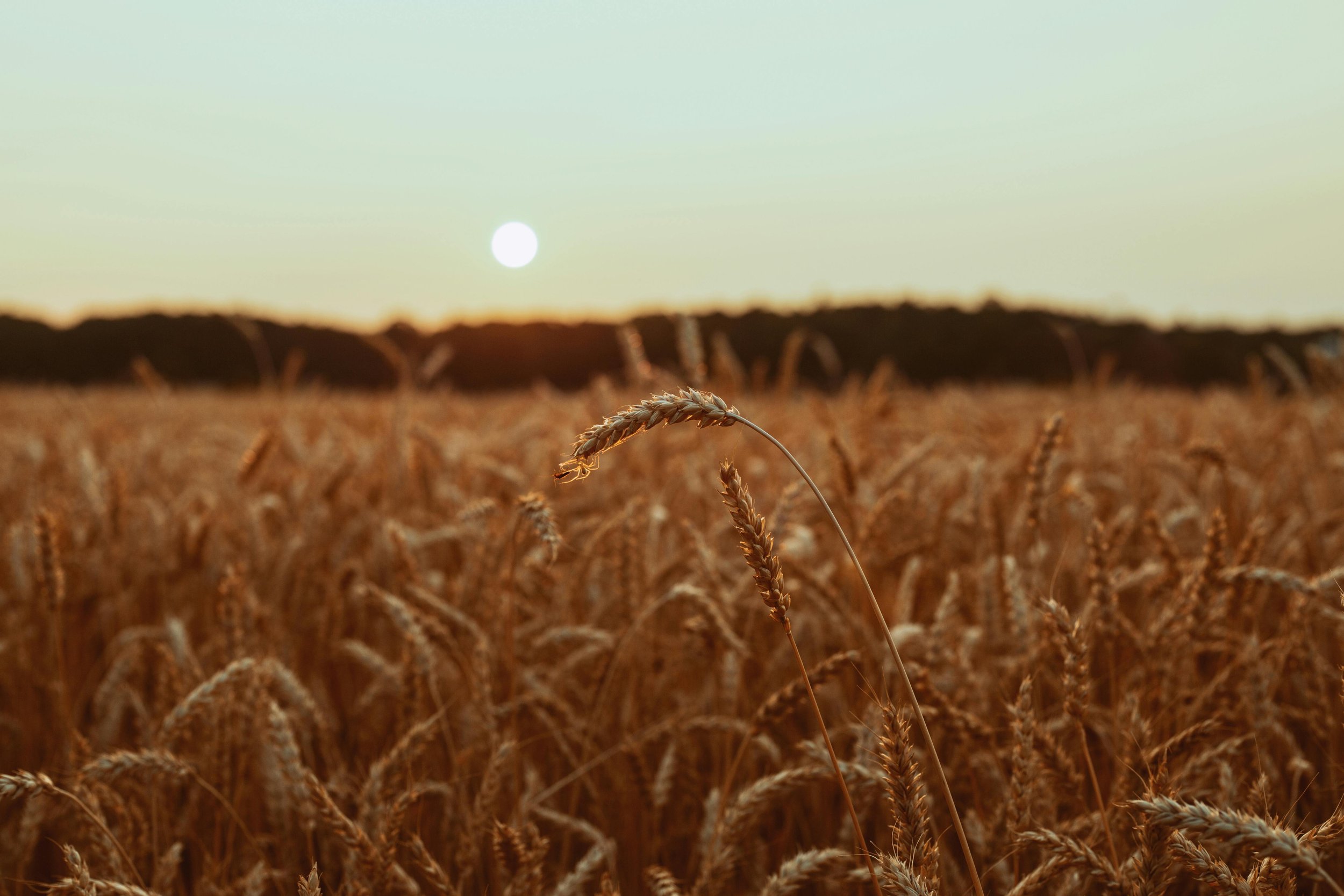 Lughnasadh Circle