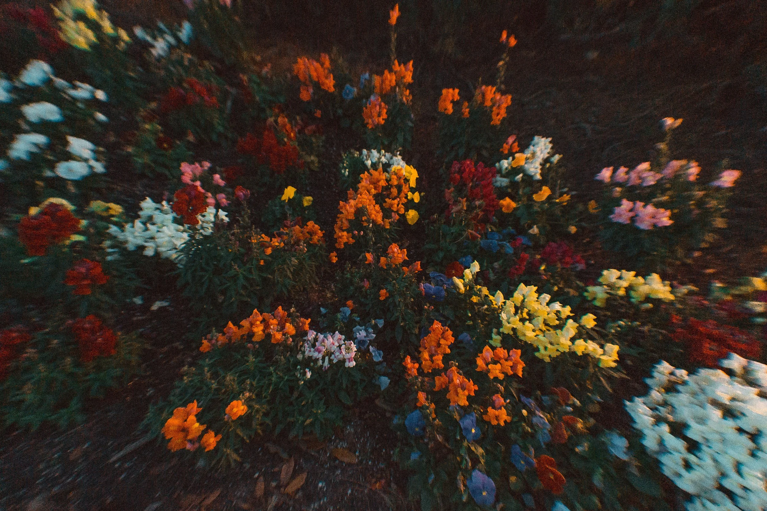 Flowers from above. Dark image, with greenert and dirt. Orange, blue, white, red, and pink flowers. The edges are blurred.
