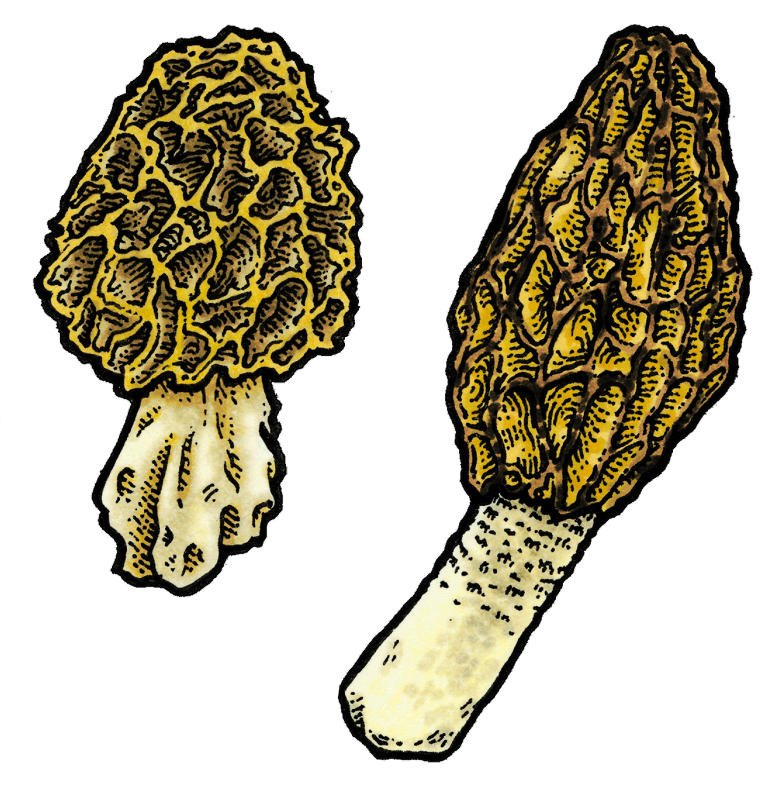 Morels.png