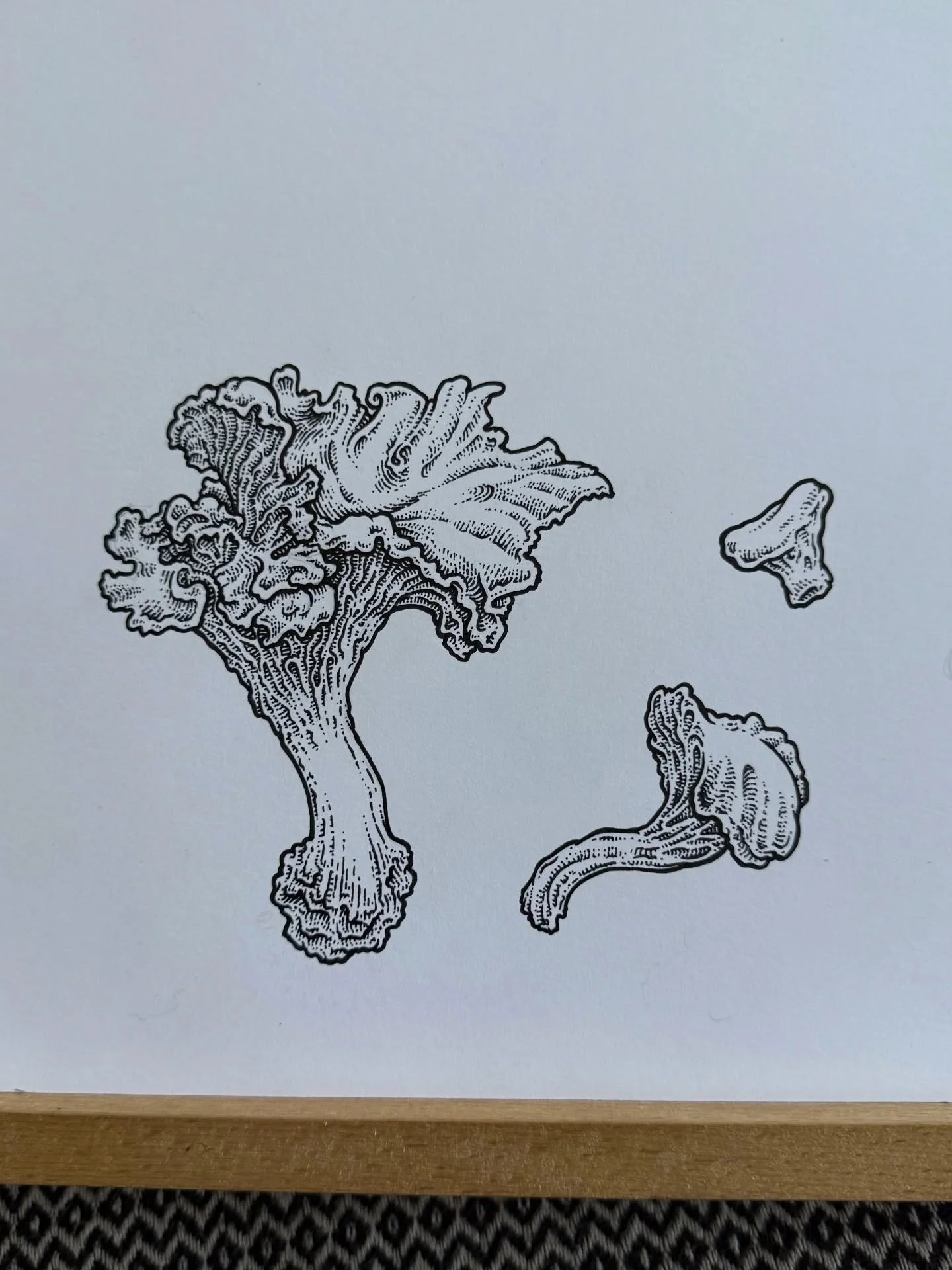 Golden Chanterelle, (Gaelic: Cantarnaid) study in their three primary growth stages: Button, Plano-convex and Funnel Shaped.

Pen and ink on Bristol board.

#chanterelle #chanterelles #funghi #foragingformushrooms #penandink