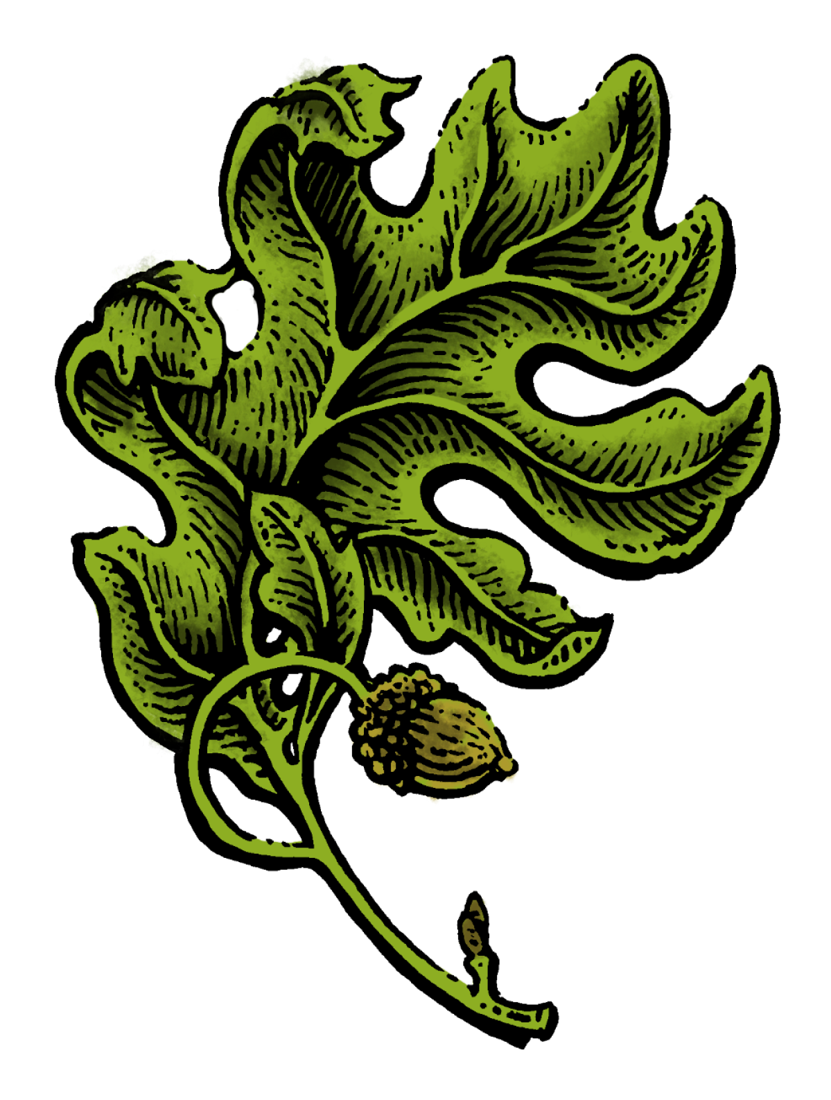Oak Leaf.png