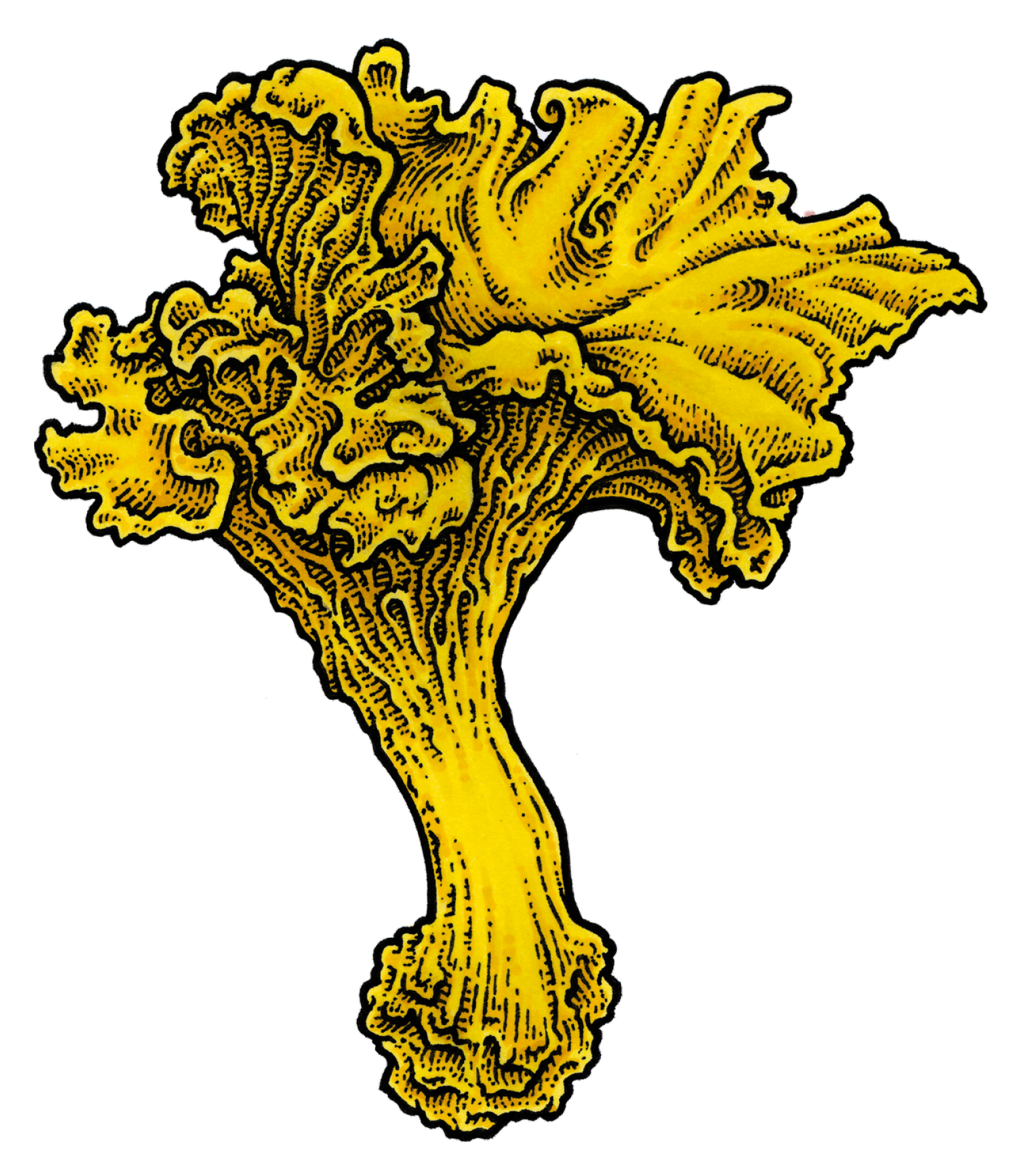 Chanterelle.png