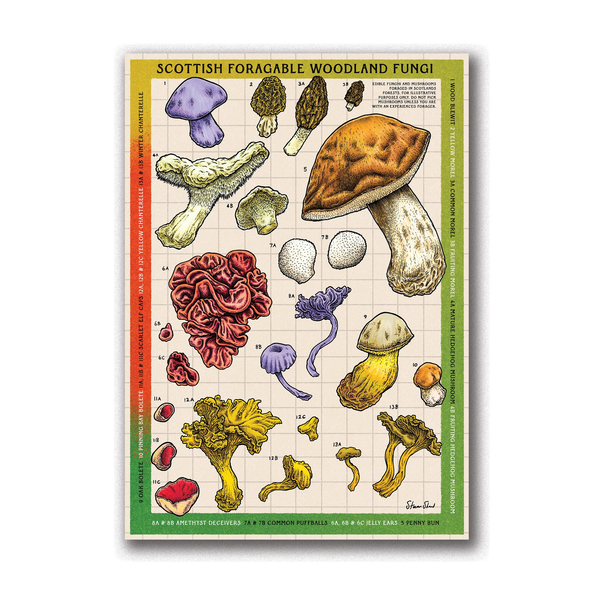 Ediible-Mushrooms-Website-Preview.jpg