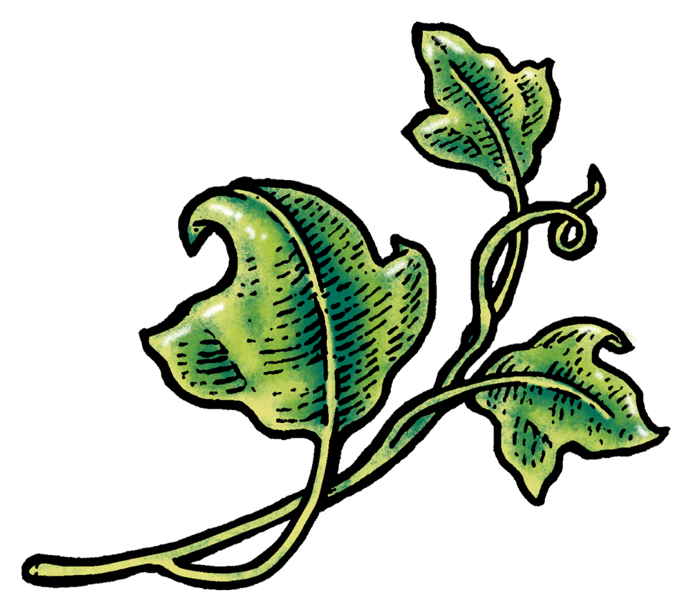 Ivy Leaf.png