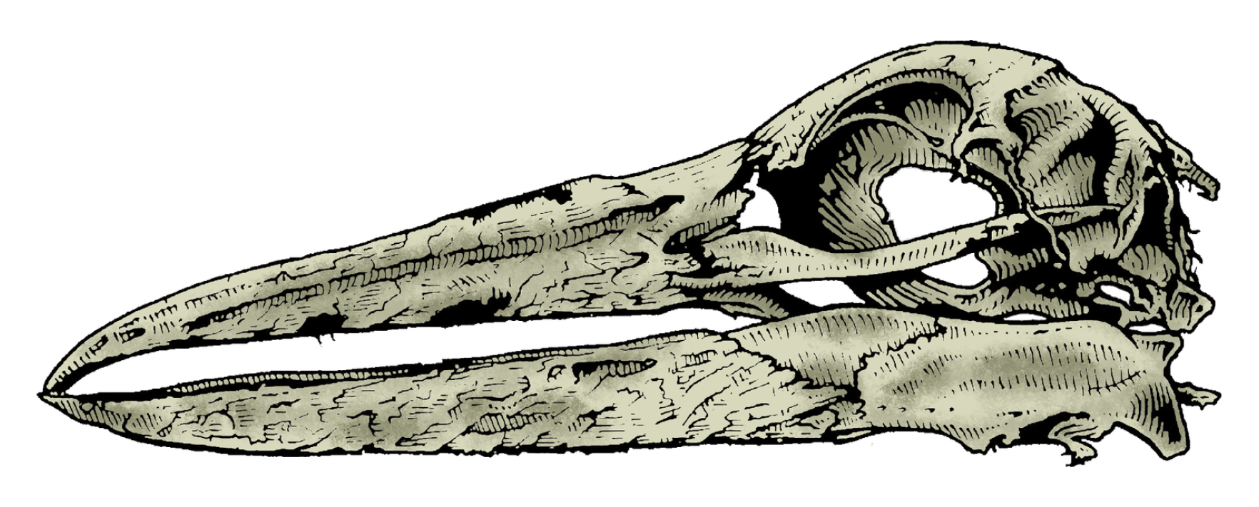 Bird Skull.png