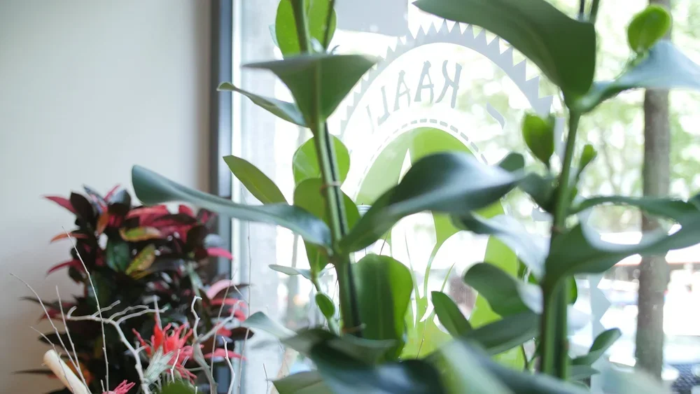 kaali_raum_schaufenster (1).webp