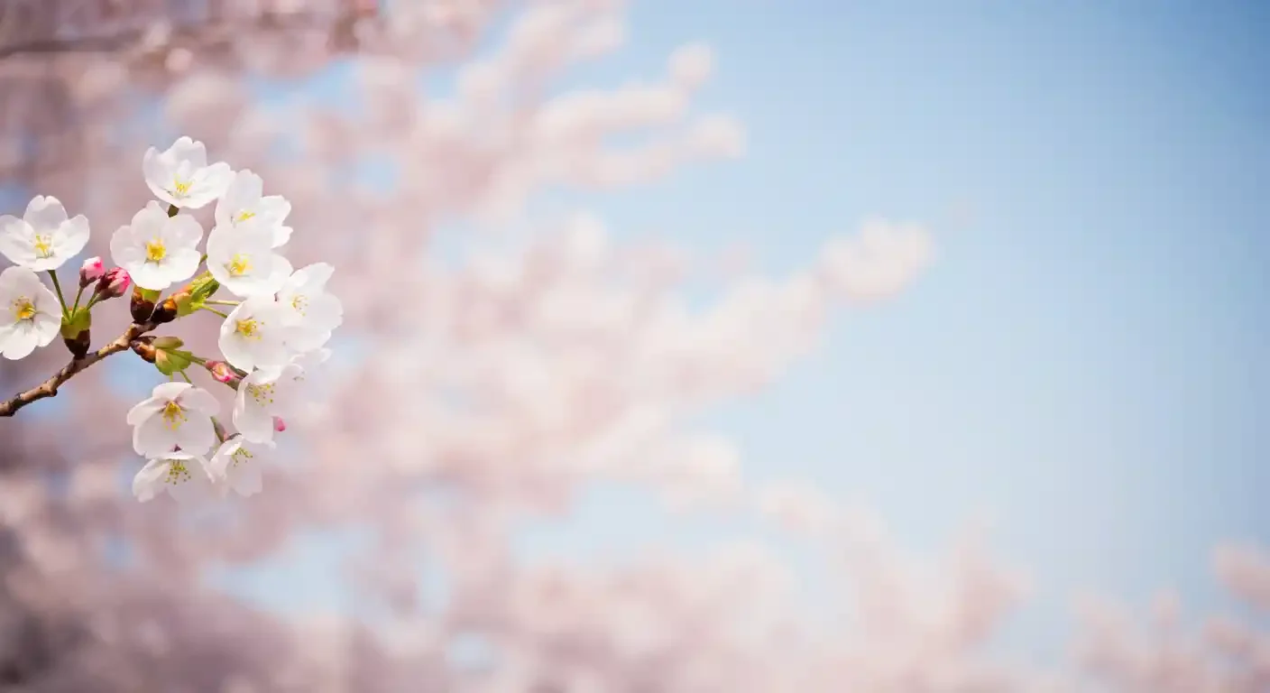 Cherry-Blossoms-4-imgg-gi3-km3nmyz4.webp