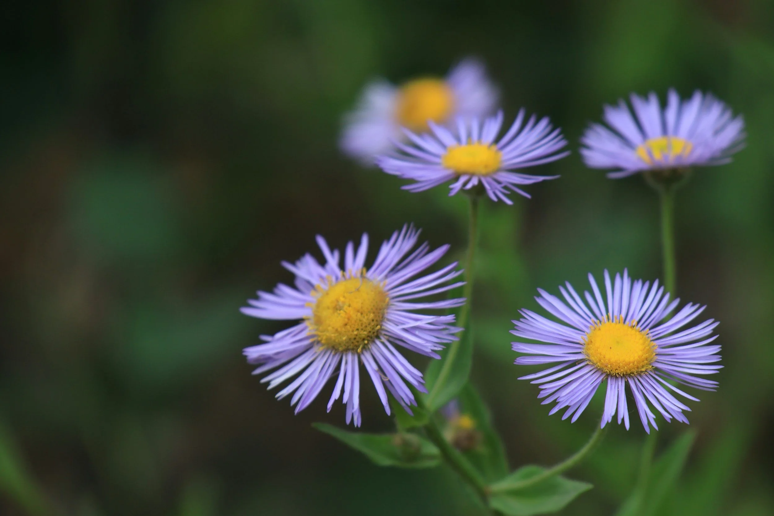 Close-up of purple wildflowers with yellow centers against a blurred green background.