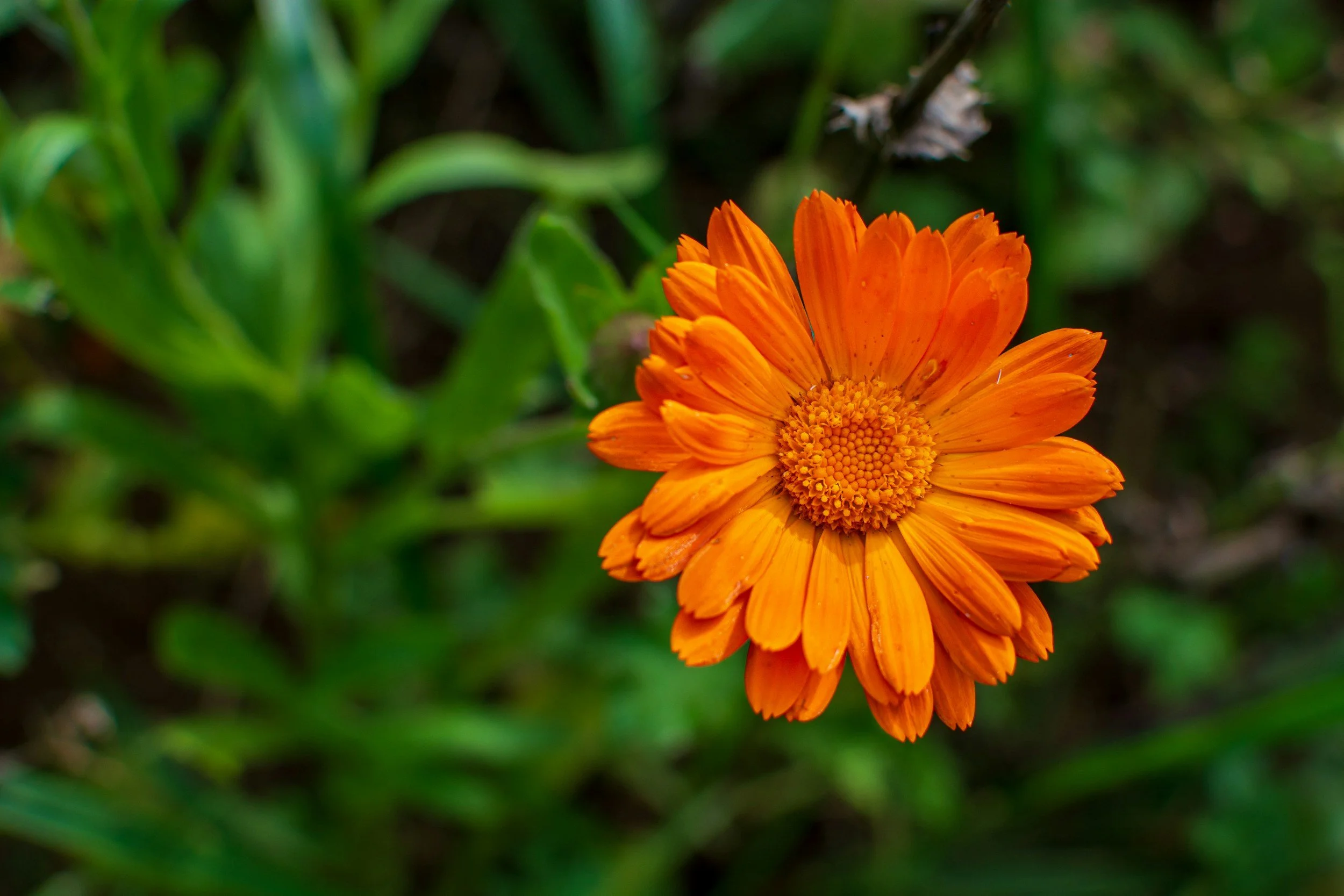 5 Beginner Herbs Every Woman Should Know (And How to Actually Use Them Without Guessing)