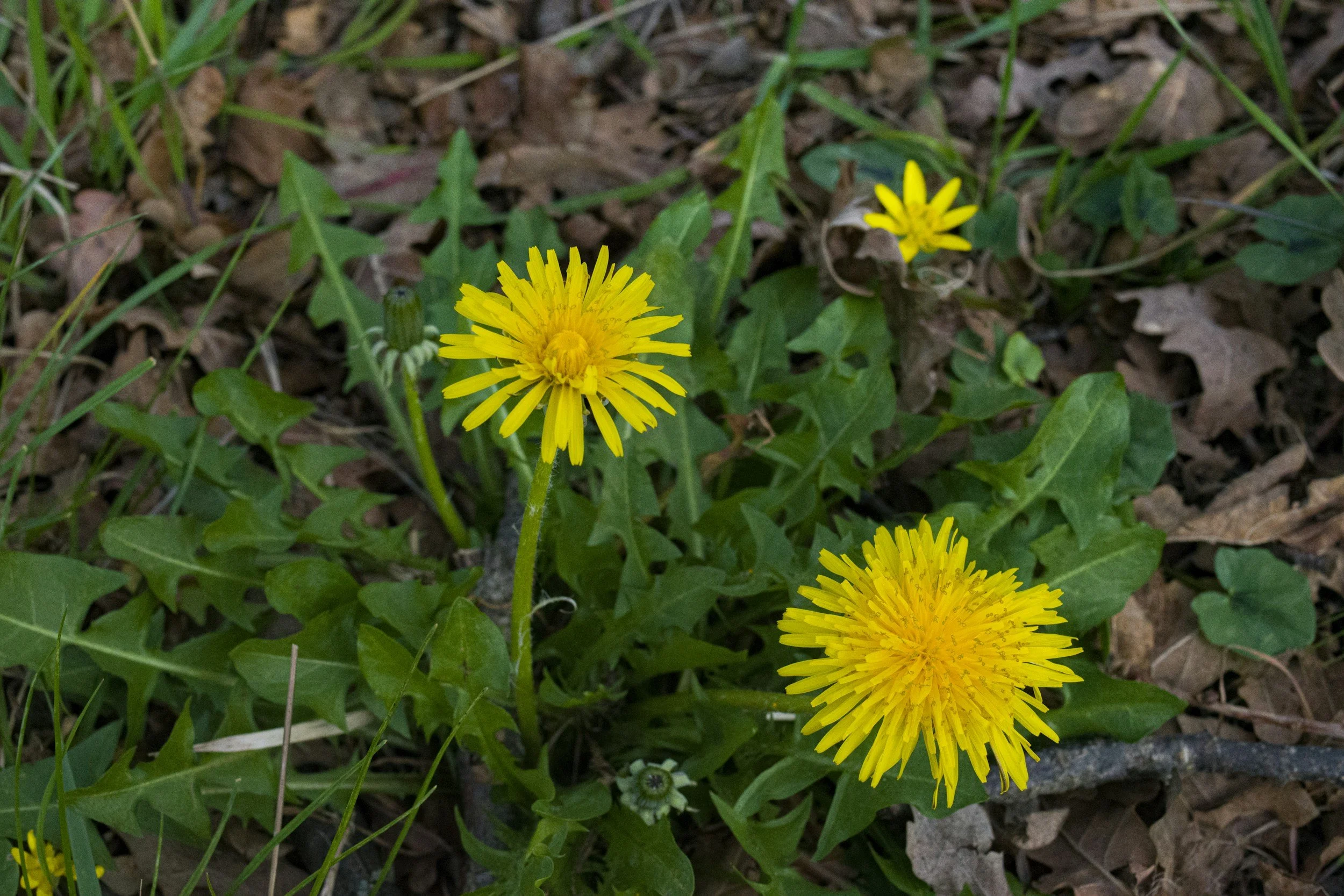 How to Make Fresh Dandelion Tincture