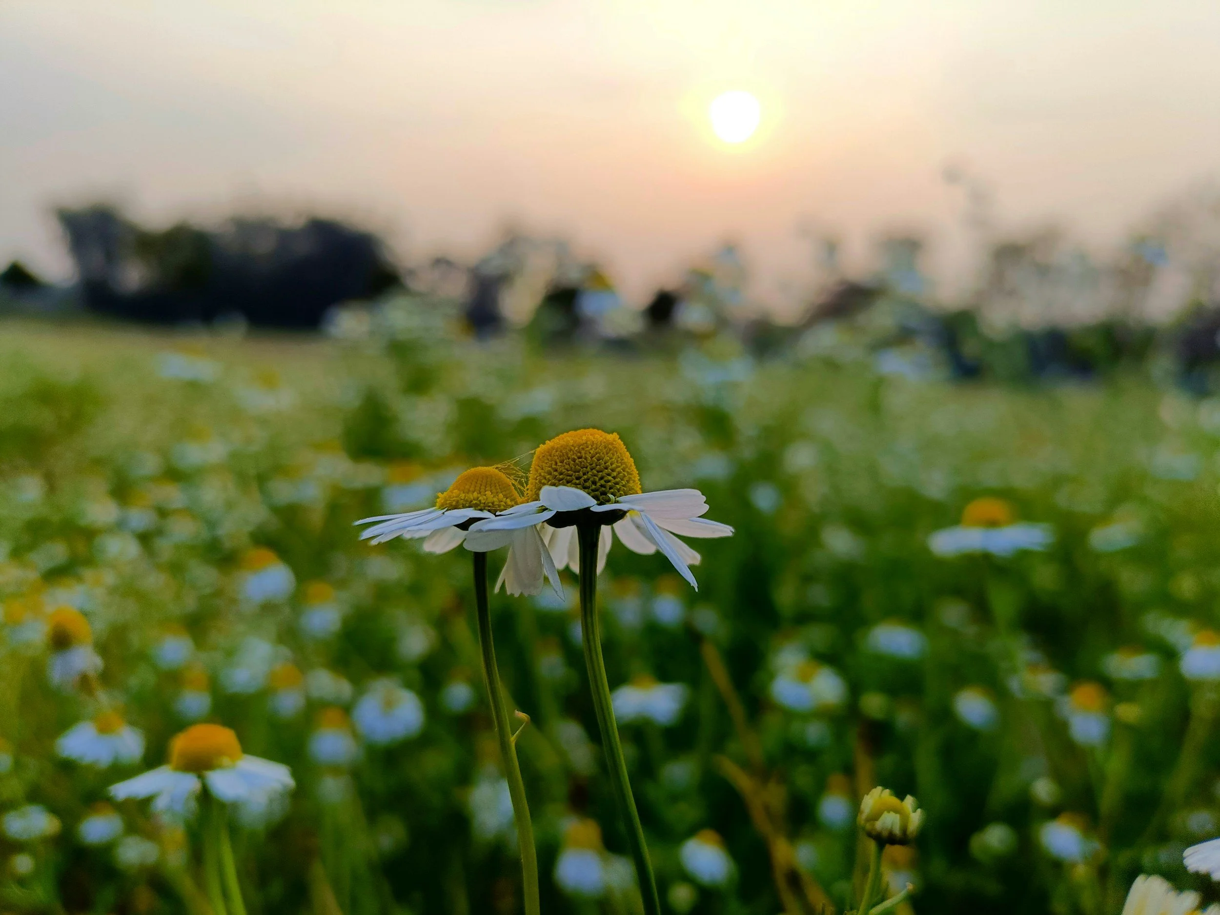 Herbal Medicine for Beginners: A Complete Guide to Getting Started