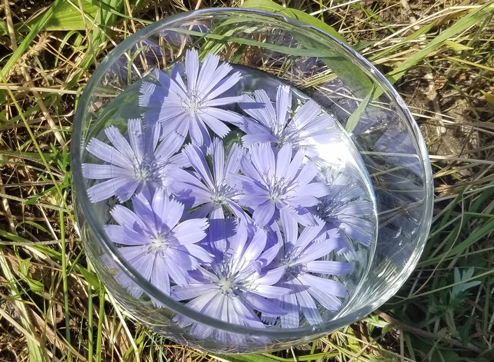What Are Flower Essences and How Can They Help You?