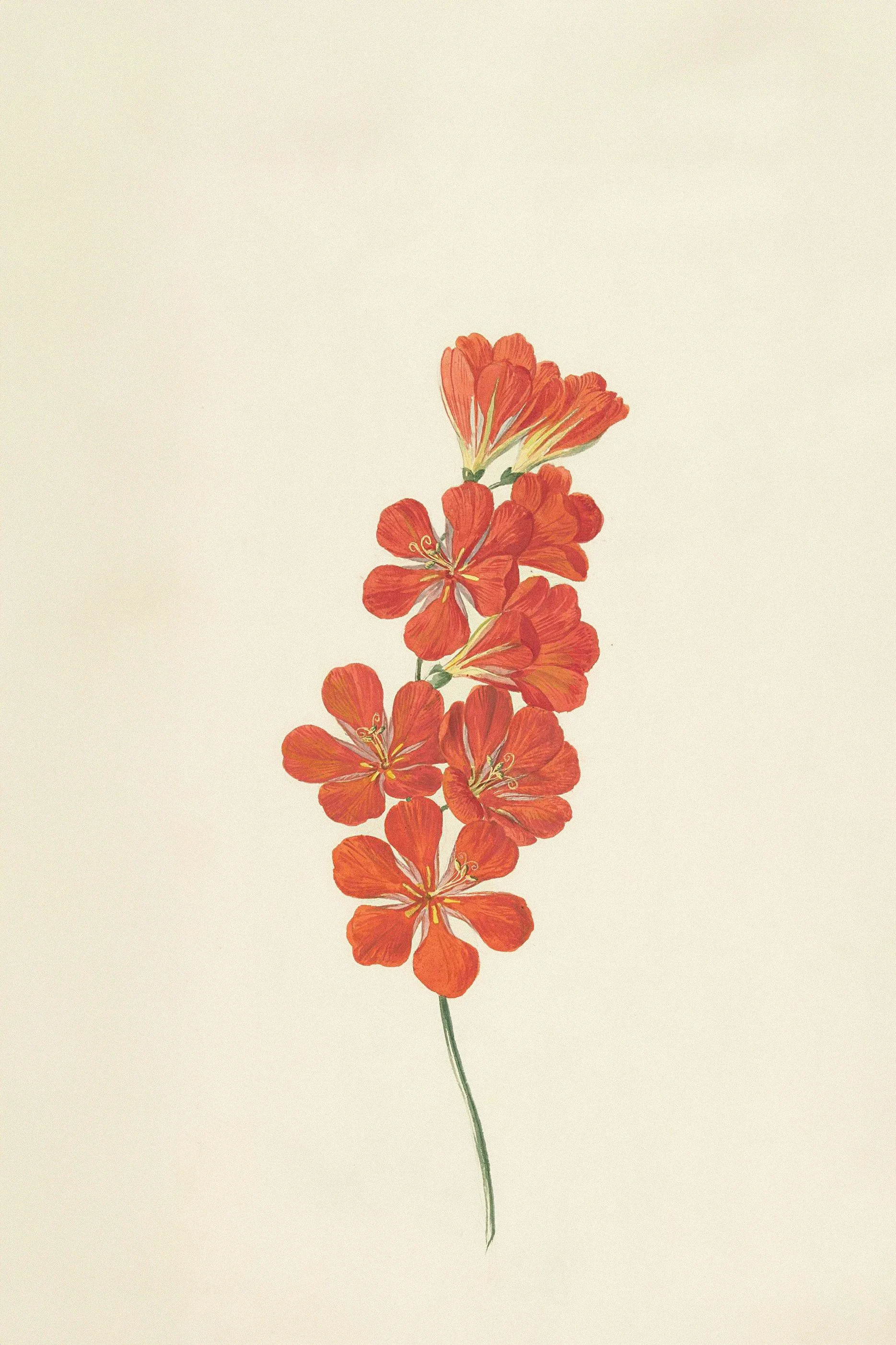 How Flower Essence Therapy Supports Deep Emotional Wellbeing