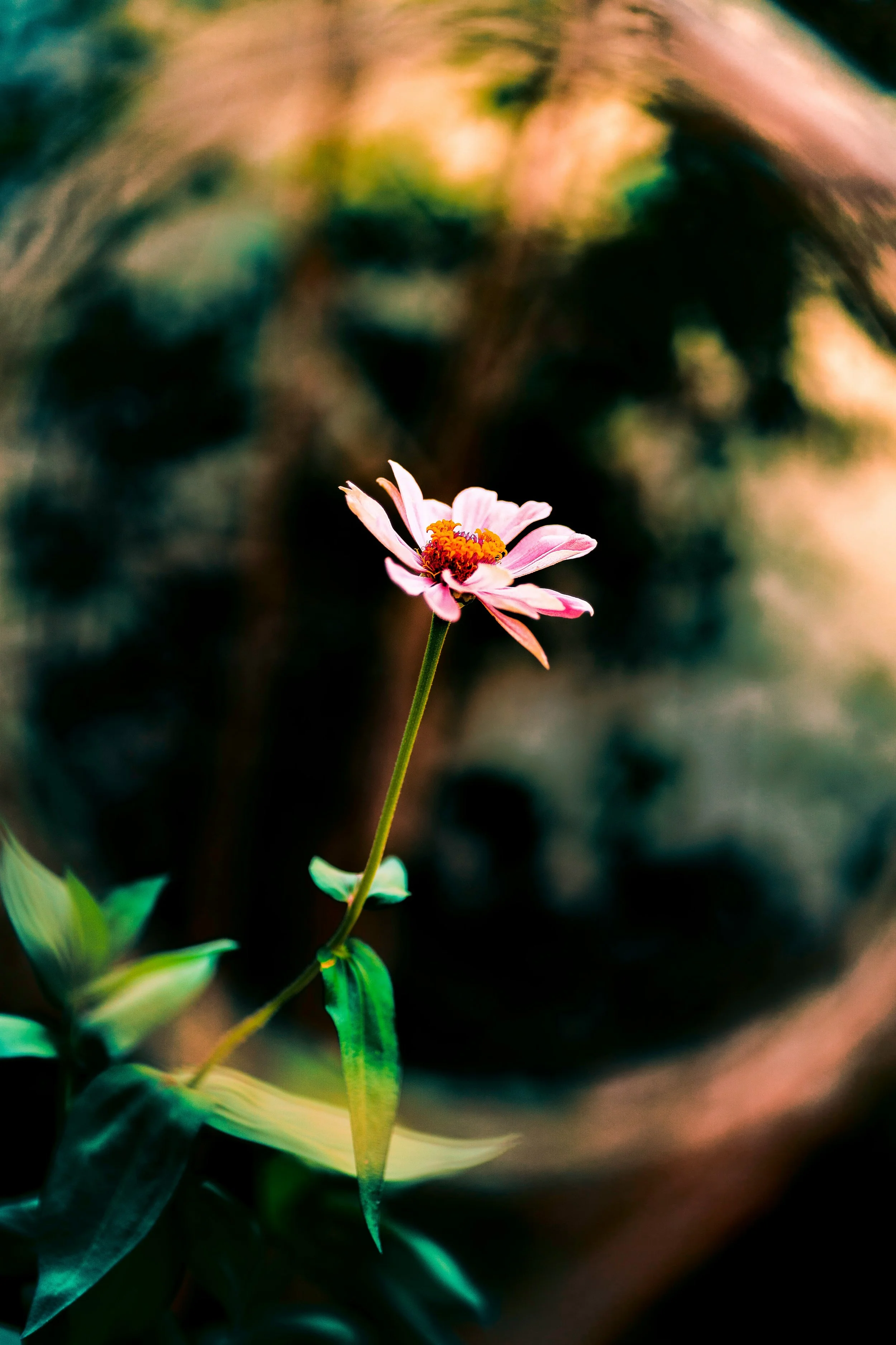 What Is Flower Essence Shamanism?