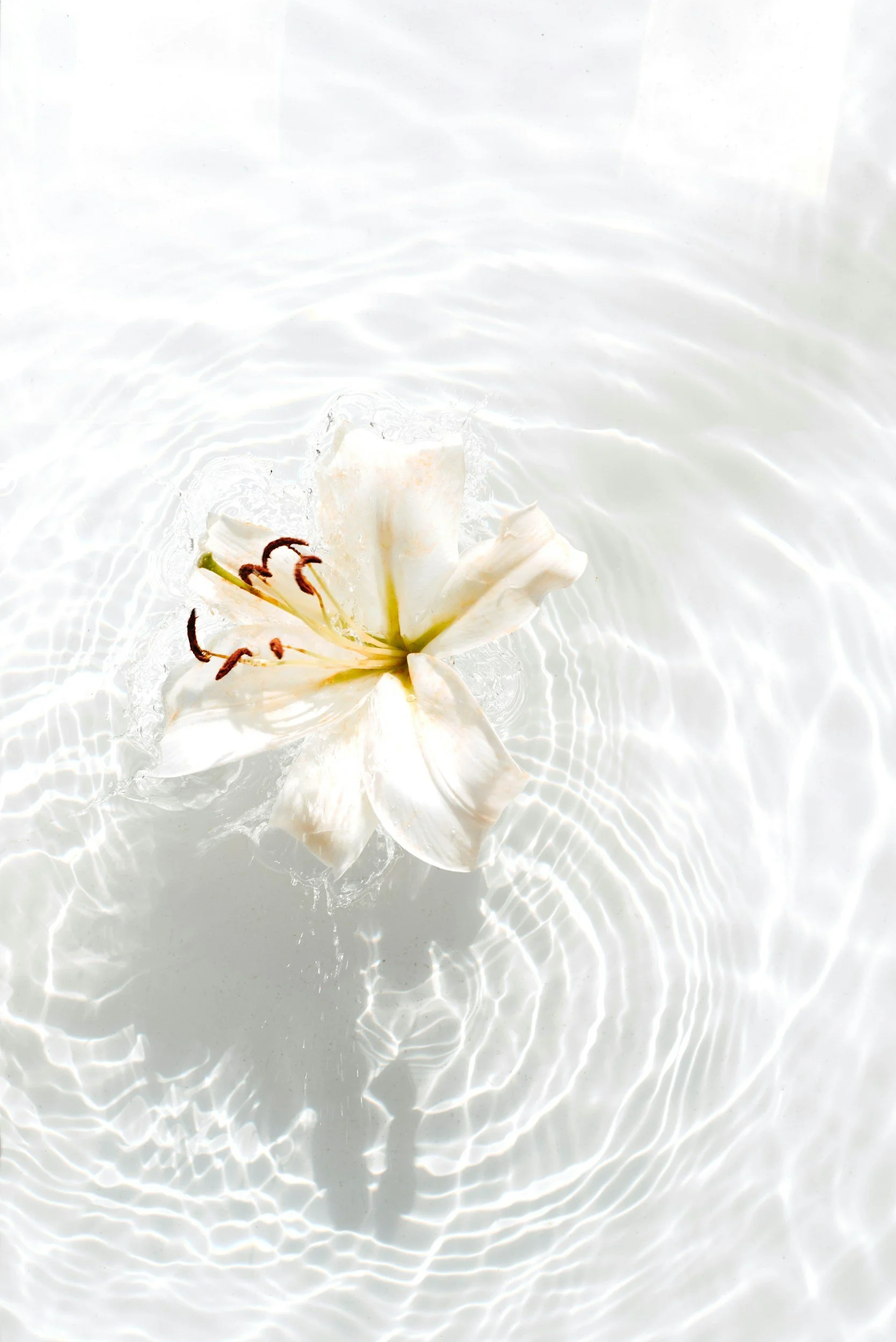 Flower Essence Shamanism 