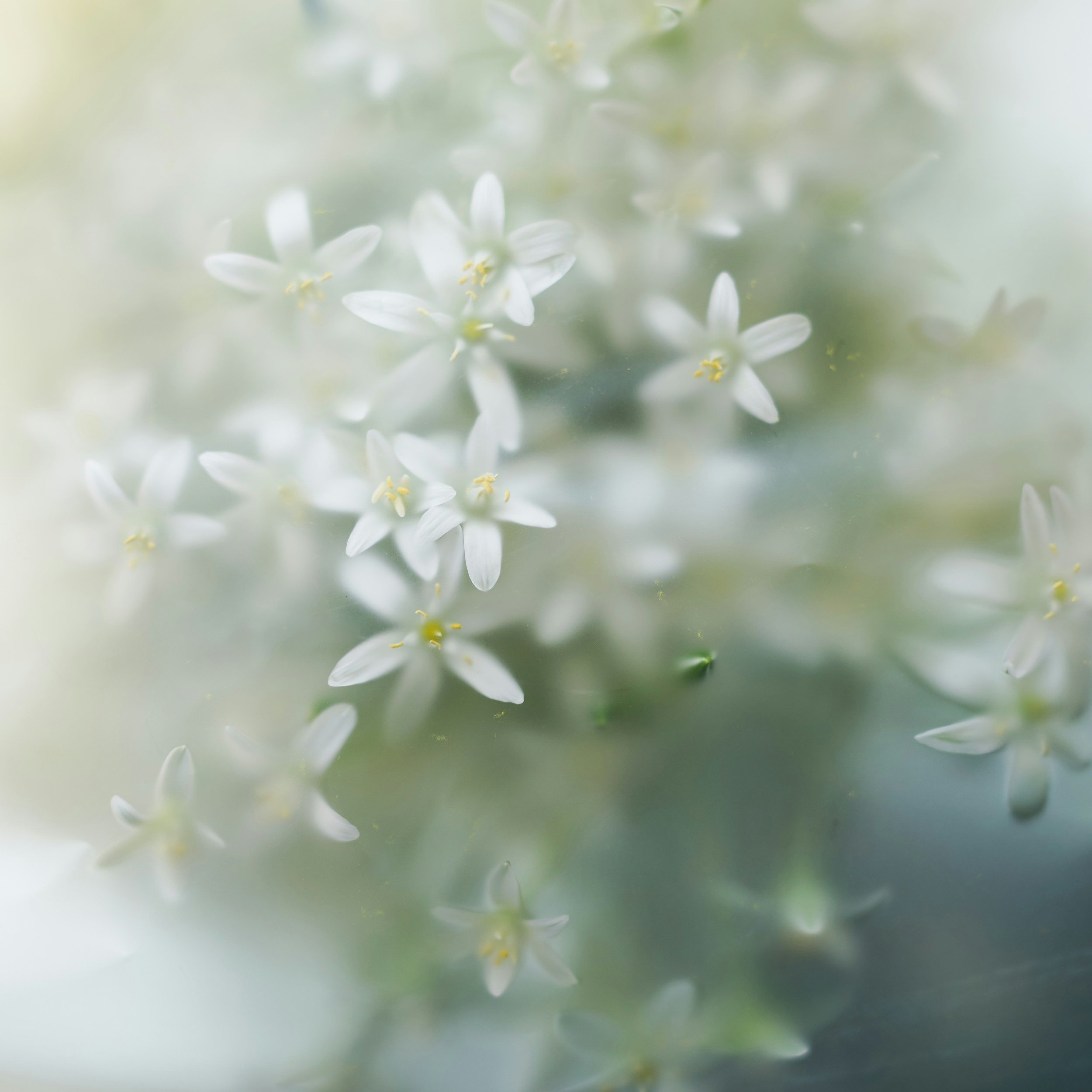 Flower Essence Shamanism 
