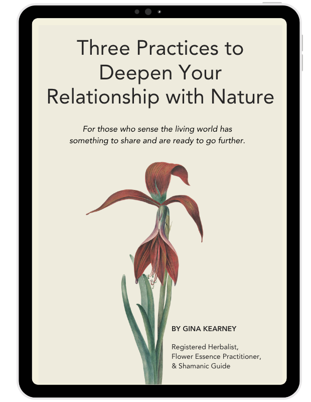 Three Practices to Deepen Your Relationship with Nature.
