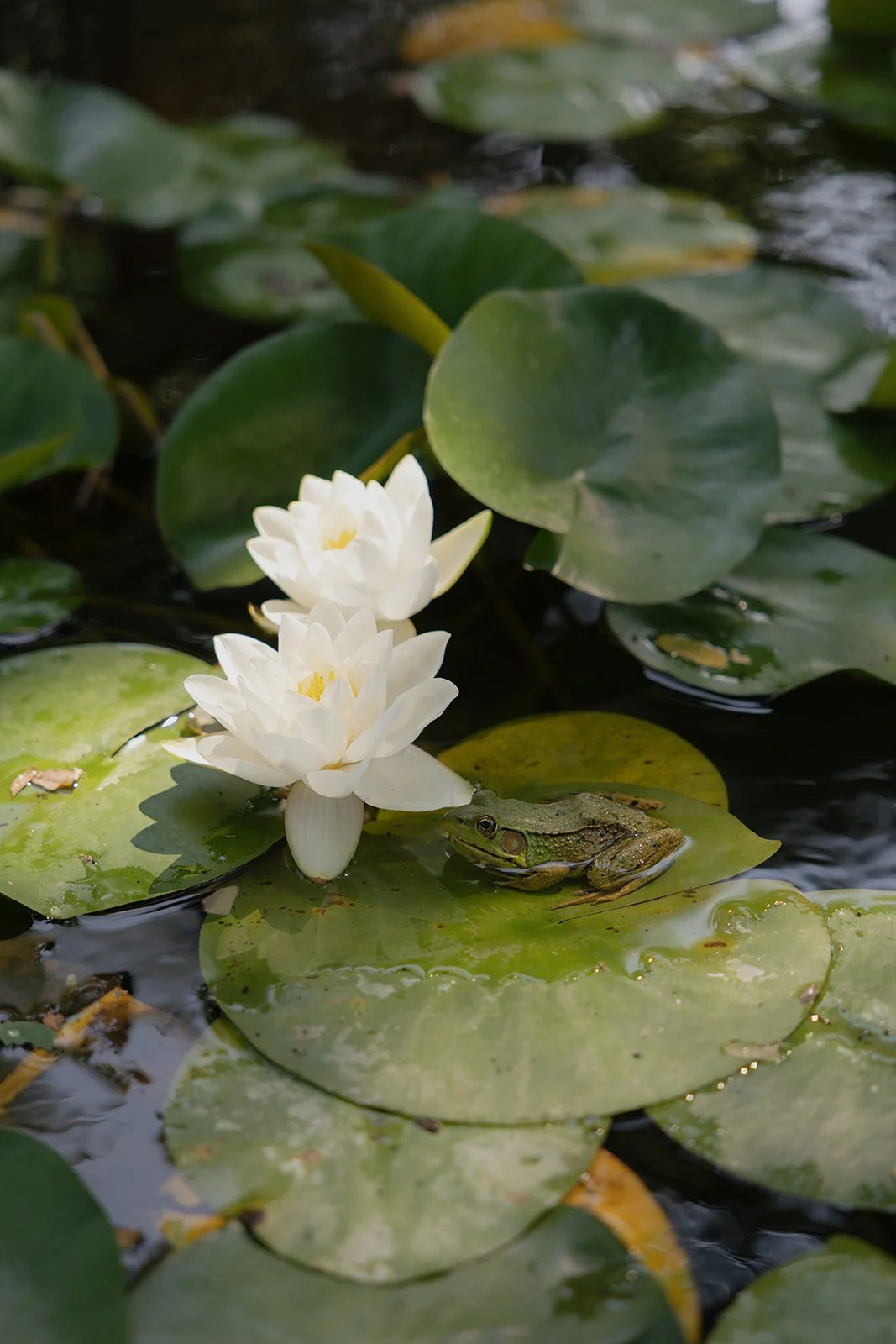 lily pad