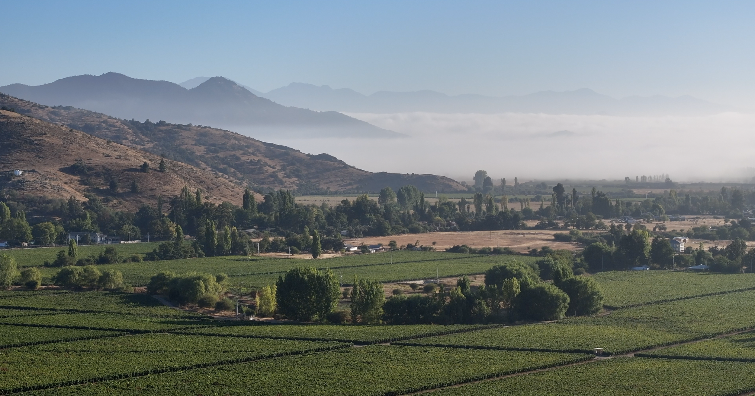 UPC Morning Fog VIK Vineyards.png