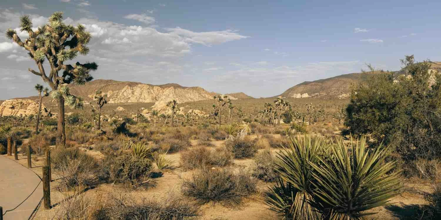 Panoramic image of desert landscape