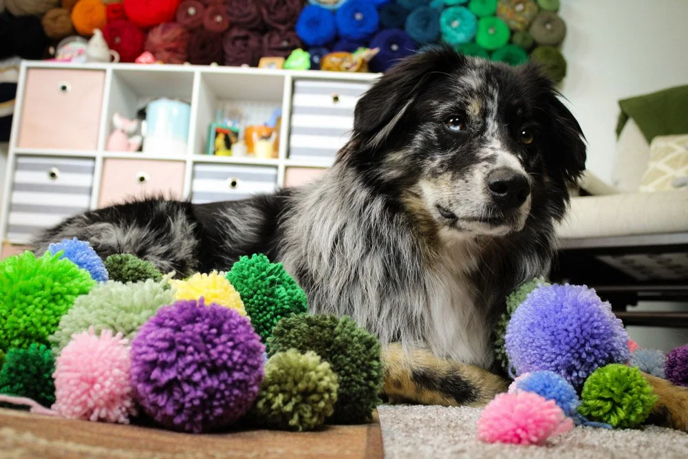 Umbra the Australian Shepherd laying in a pile of yarn pompoms.