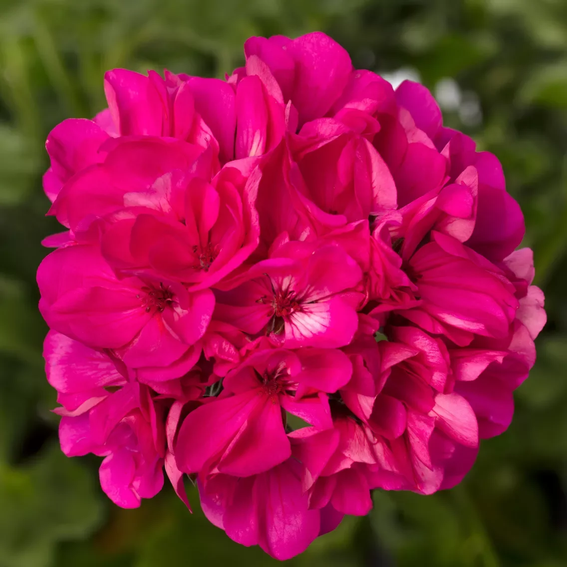 mantra pink geranium.webp