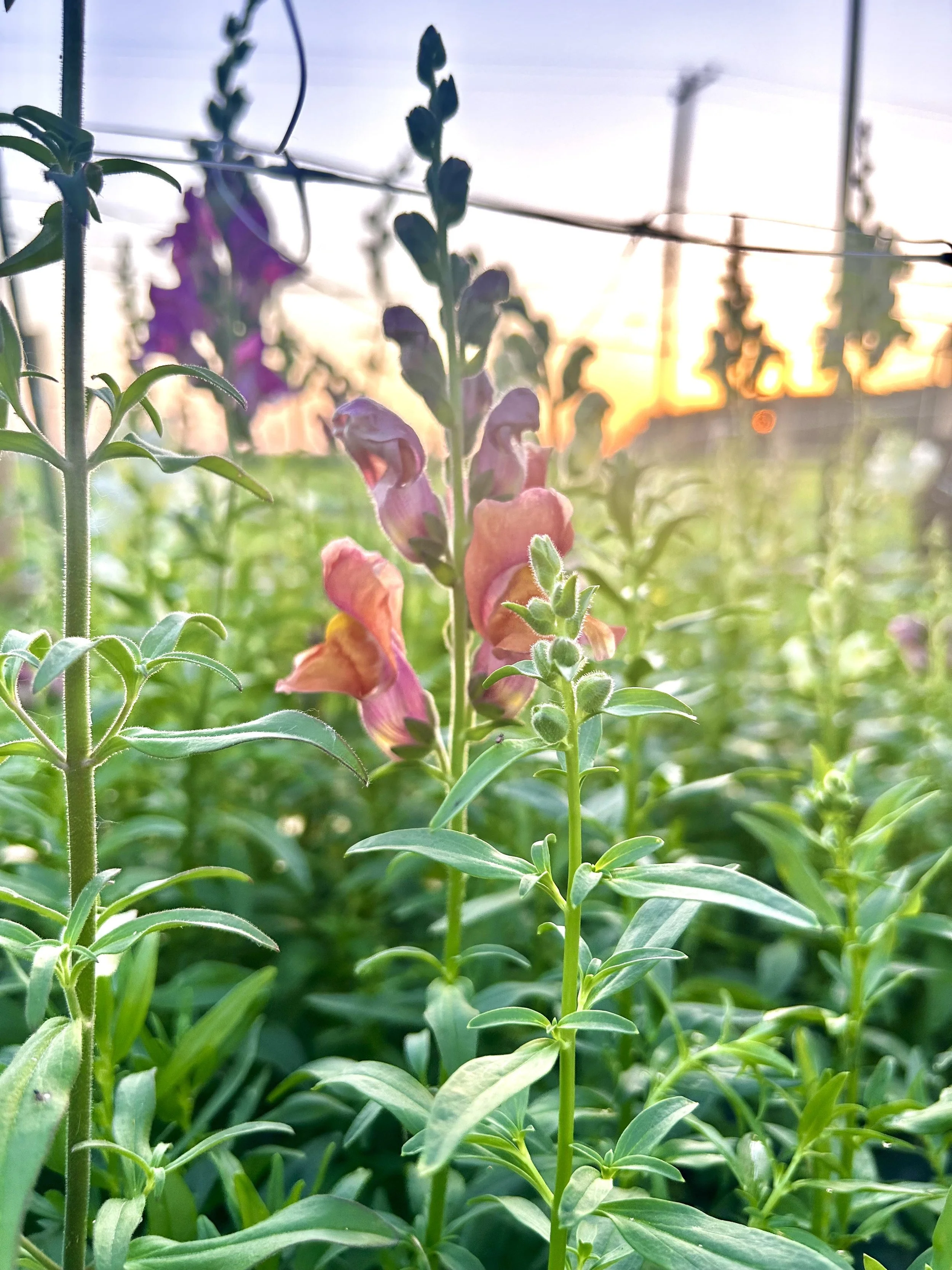 Sunset Farmer's Market