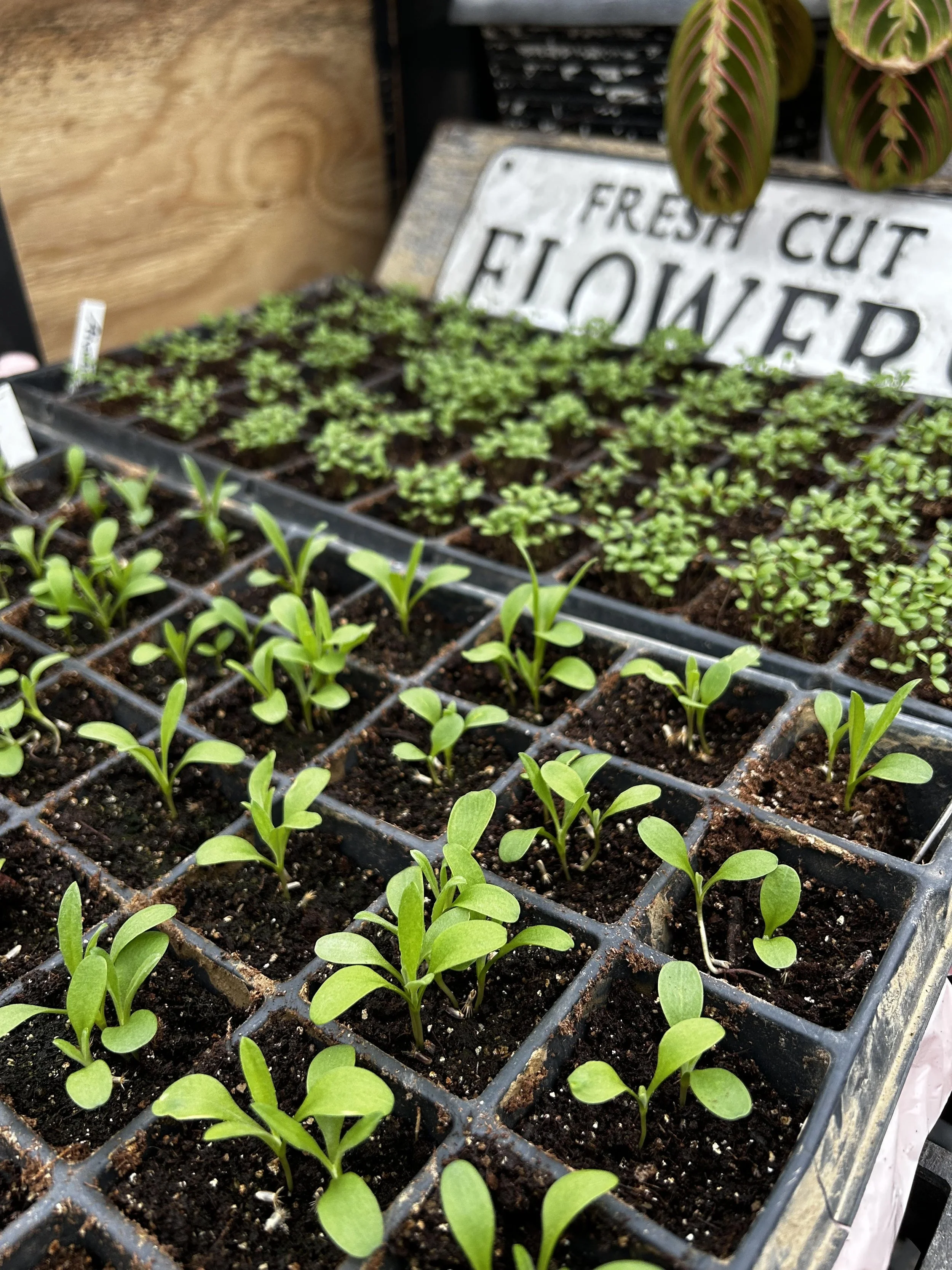 Seed Starting Workshop