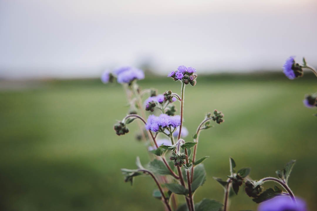 A vibrant purple flower with layered petals and white-tipped stamens, surrounded by green foliage and a blue garden fence.
