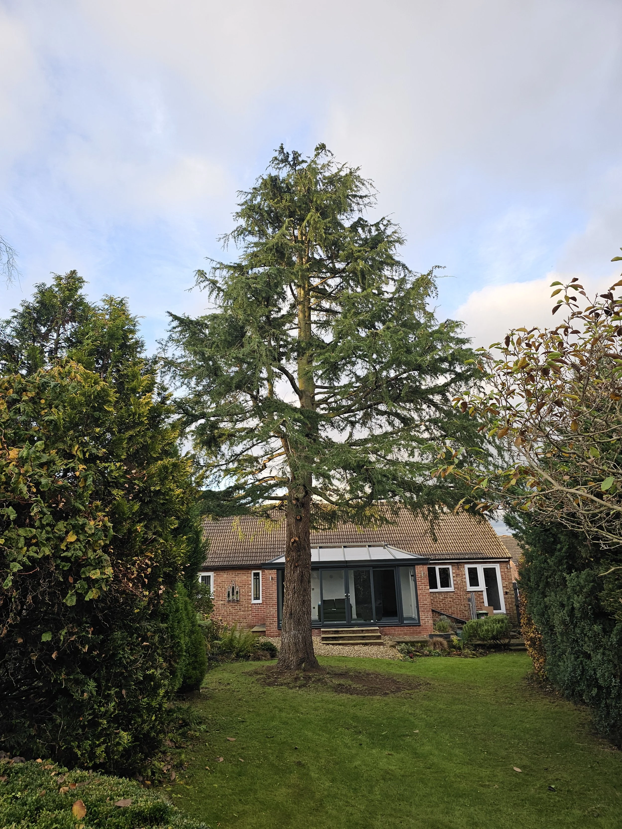 spruce reduction.jpg