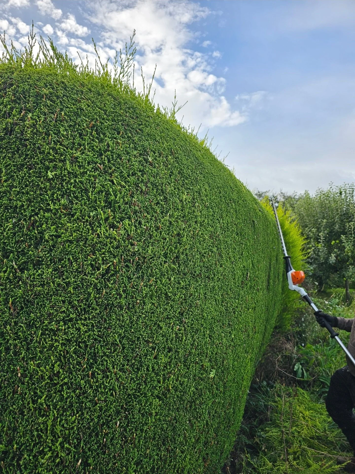 hedgecutting.jpg
