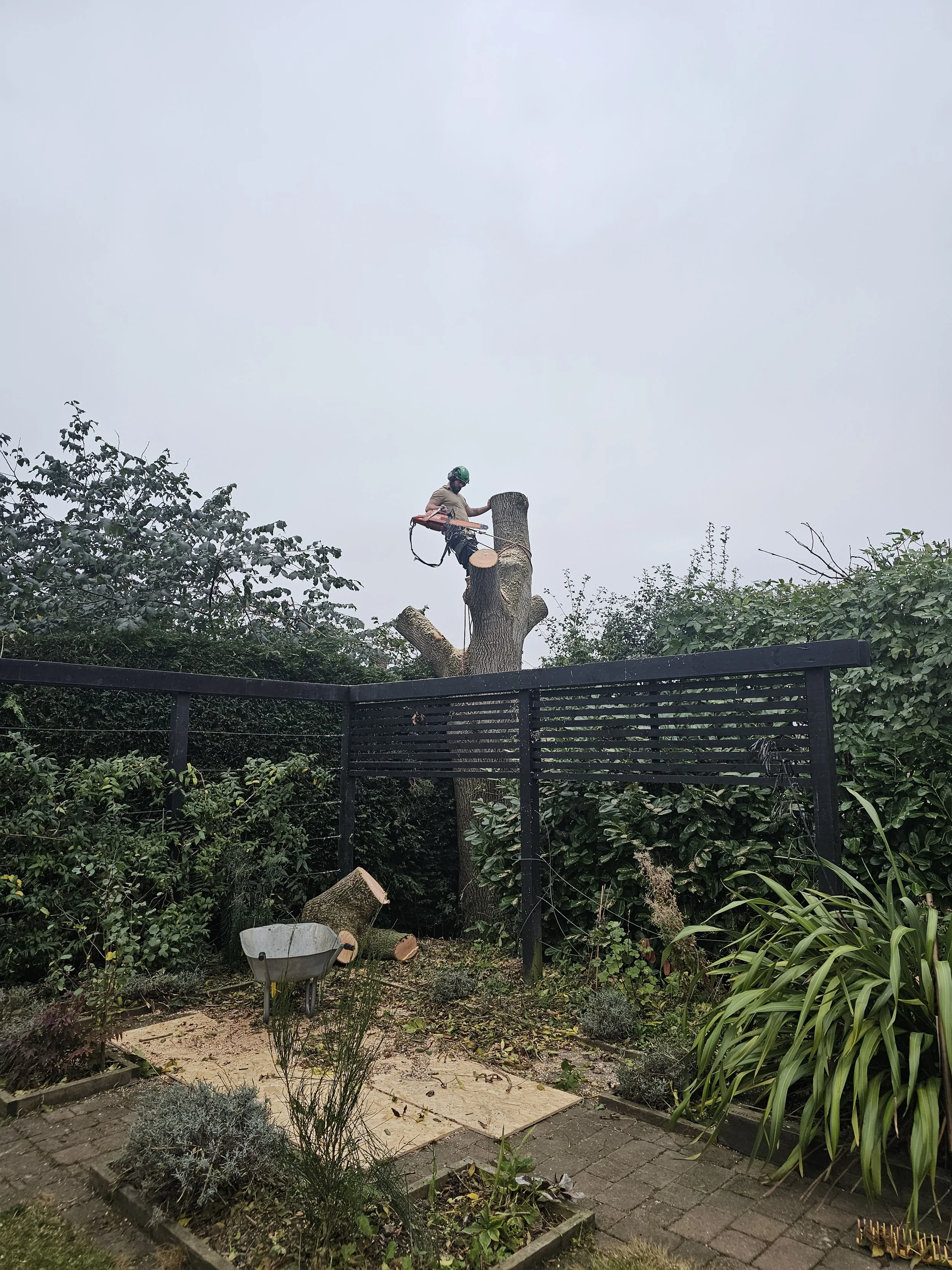 A person wearing safety gear is trimming a large tree with a chainsaw in a backyard garden, with fallen logs and gardening tools on the ground.