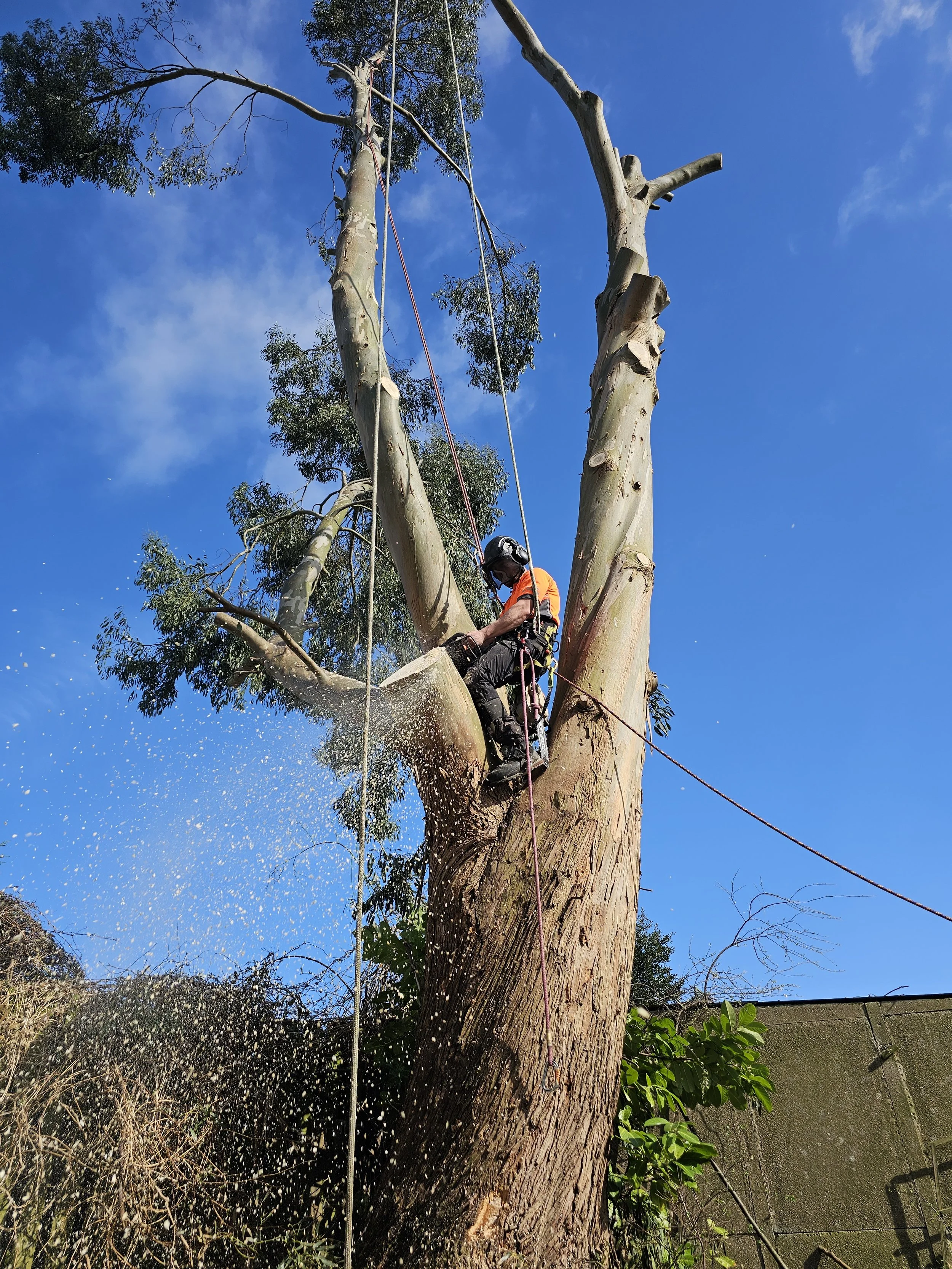 large tree removal.jpg