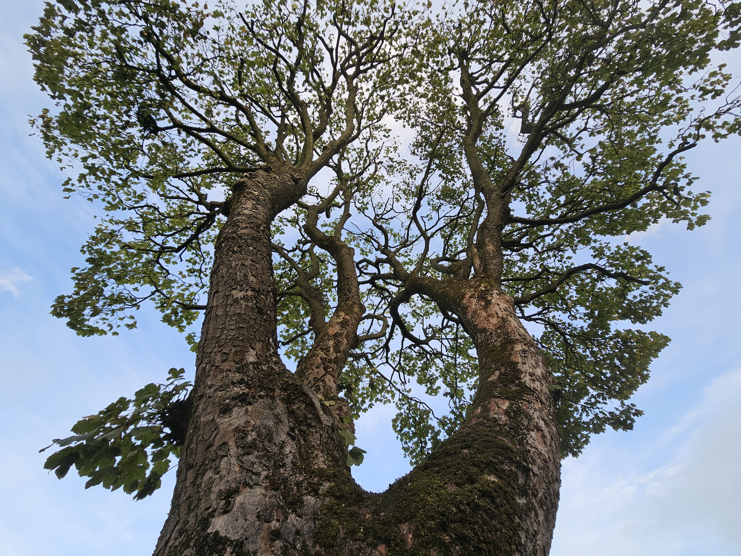 View of a tall tree from below, showing thick textured bark and green leaves against a partly cloudy sky.