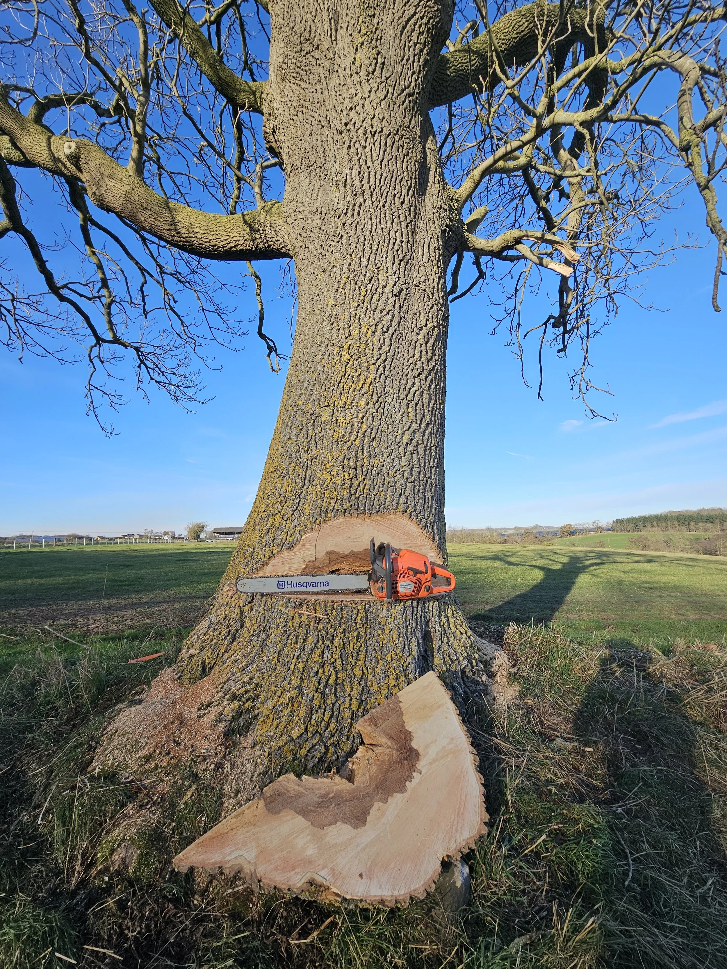 large tree felling.jpg