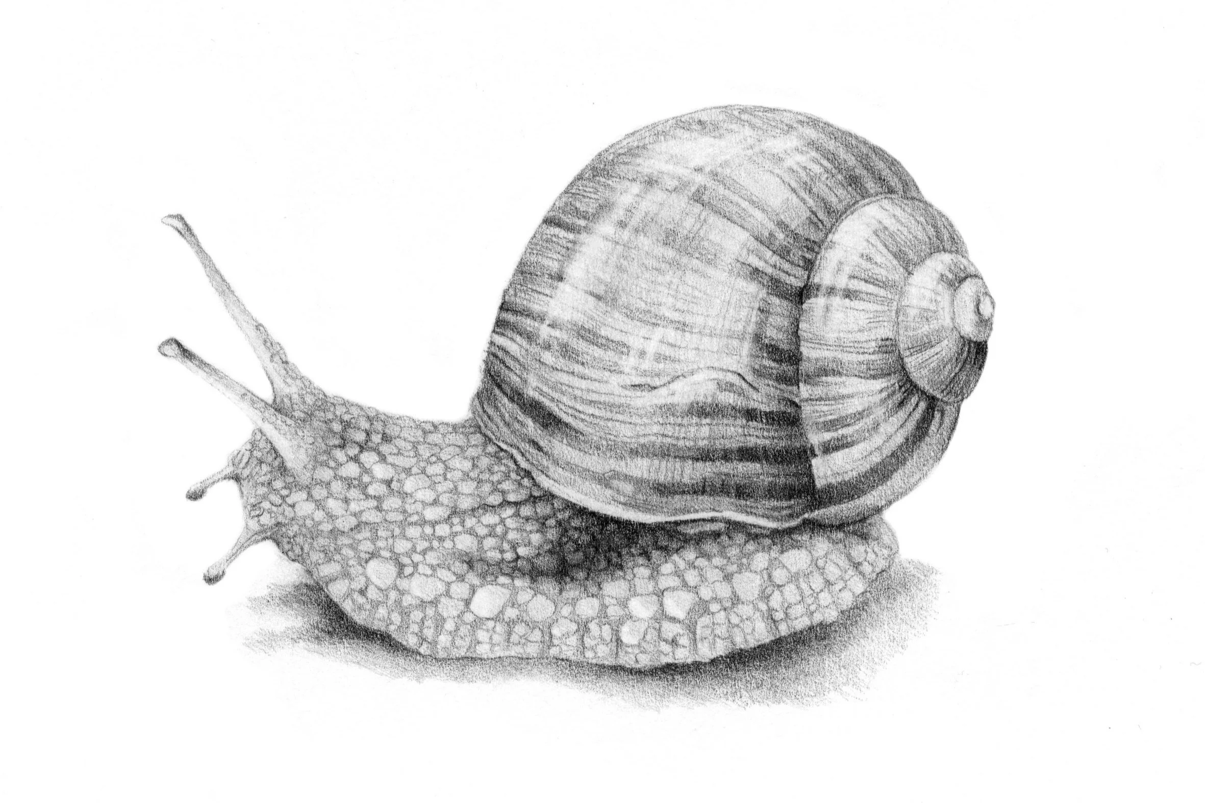 snails.jpg