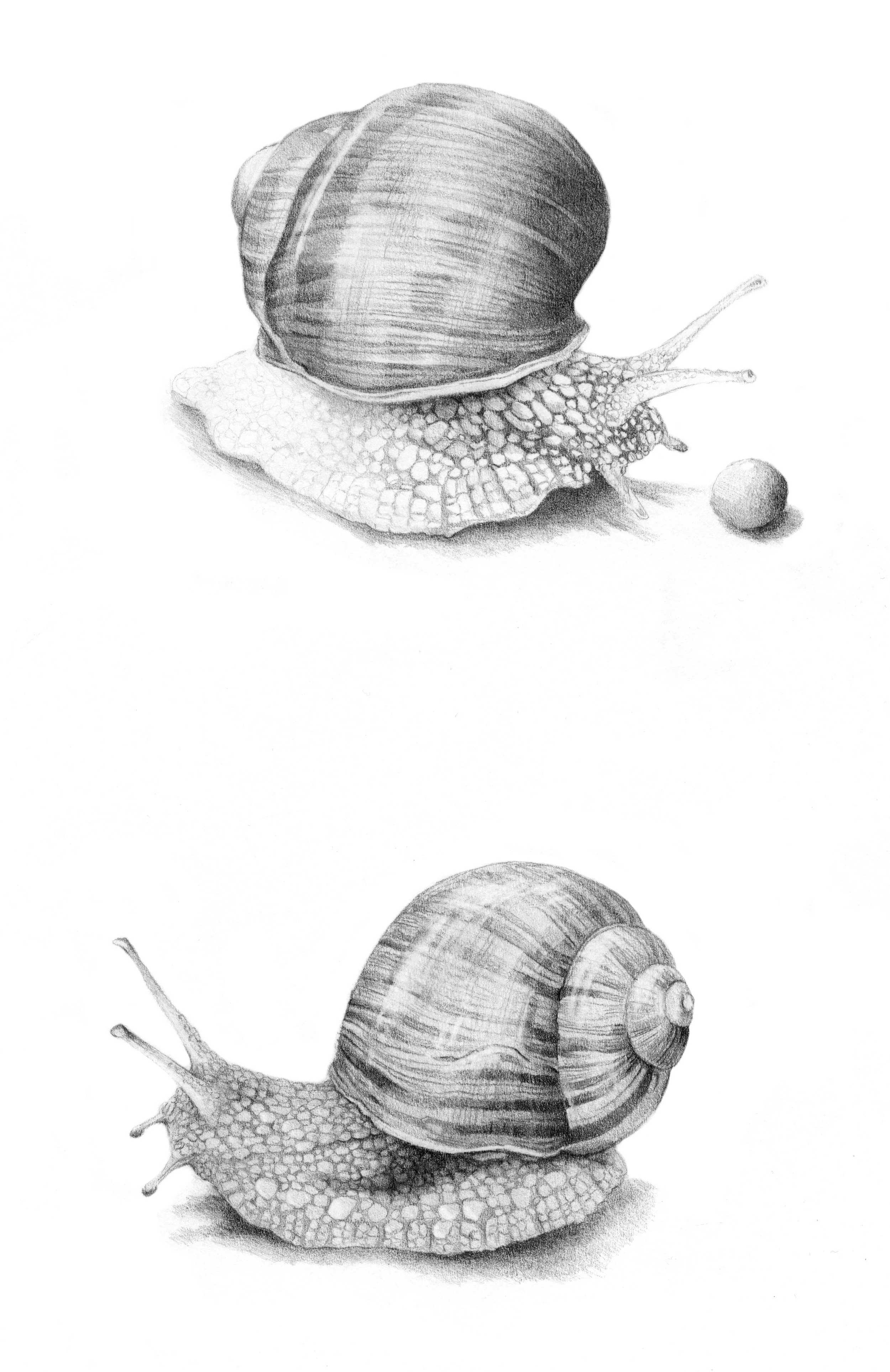 snails.jpg