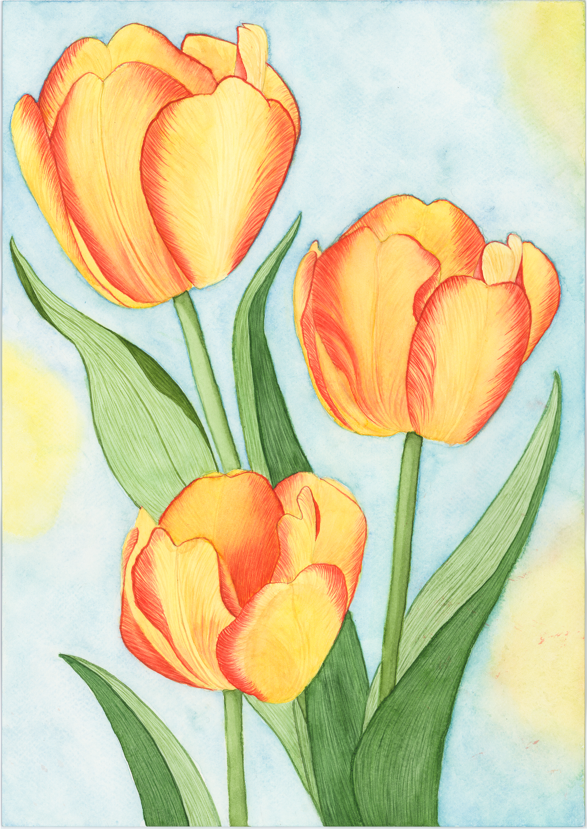 Tulips in Spring.png