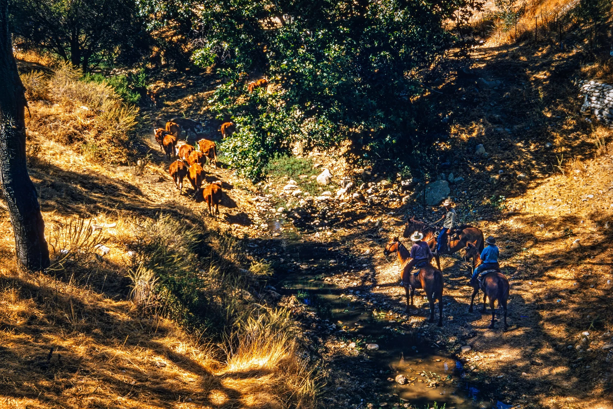 366A6218-topaz 004-denoise-upscale-12300w.jpg