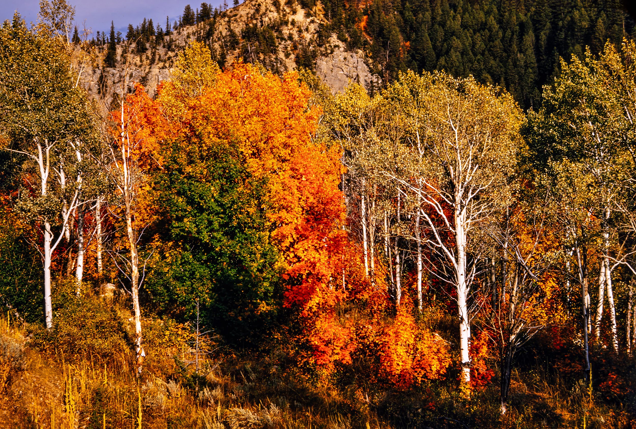 366A6228-topaz 004-denoise-sharpen-upscale-2x.jpg