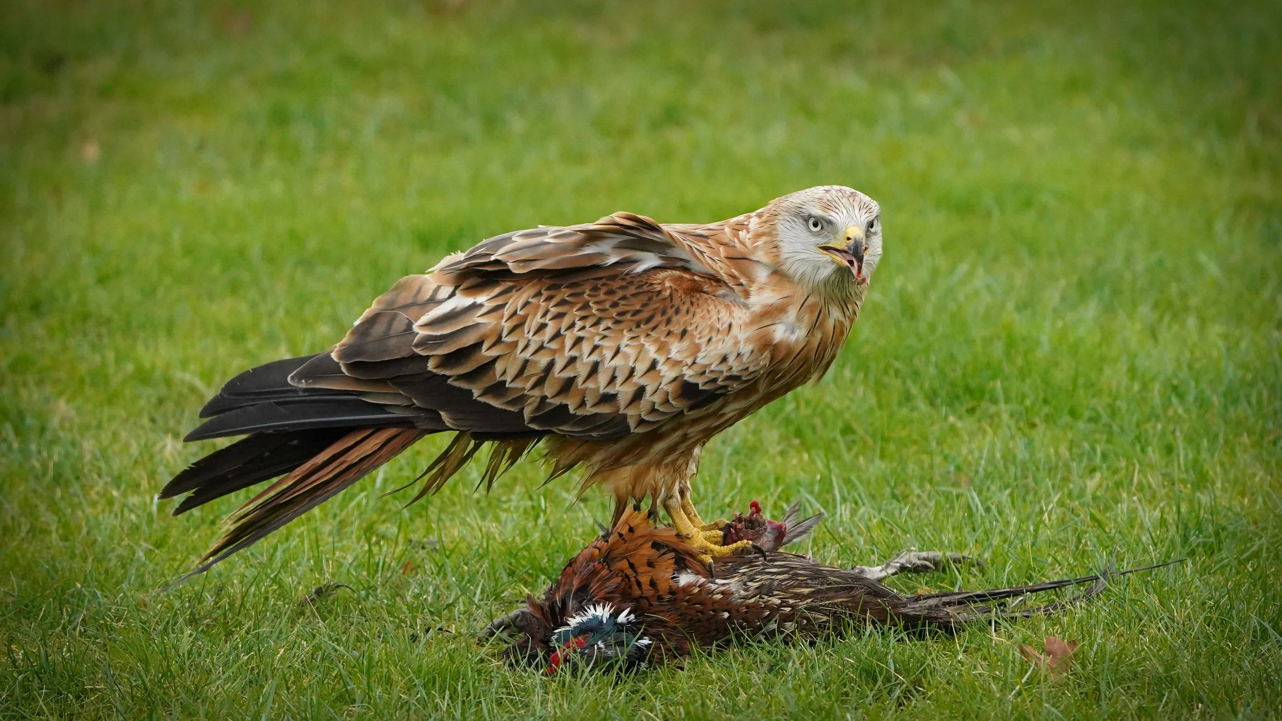 Wildlife