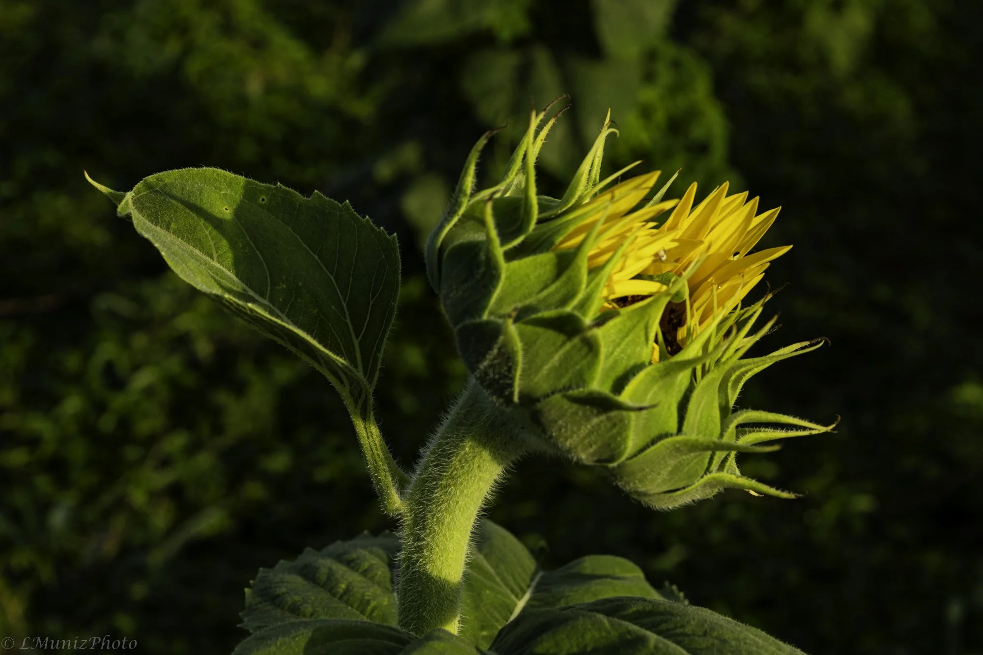 Sunflowers-7.jpg