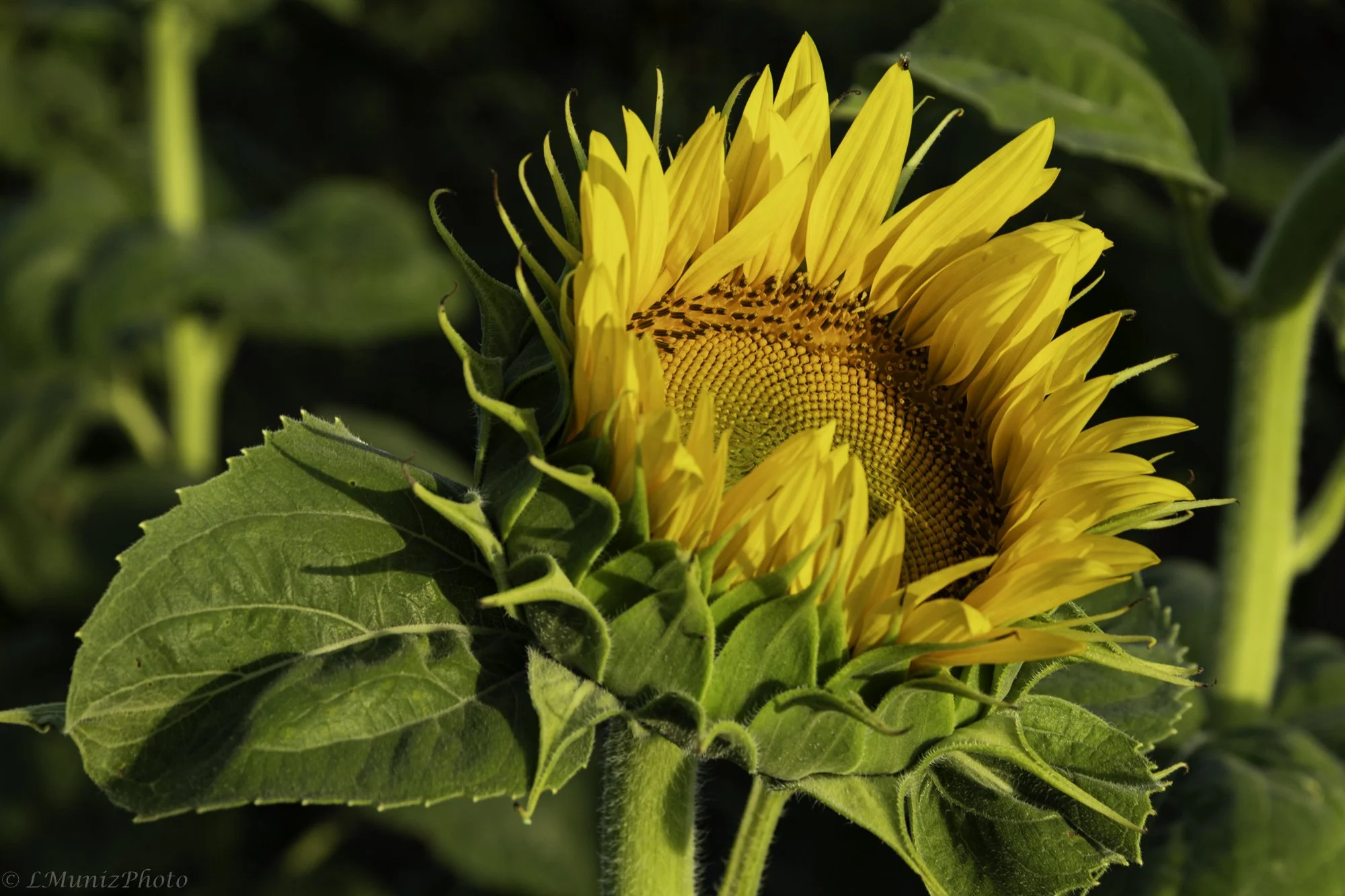 Sunflowers-8.jpg