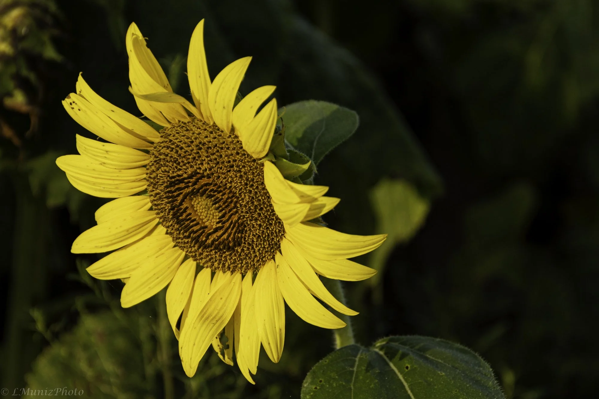 Sunflowers-2.jpg