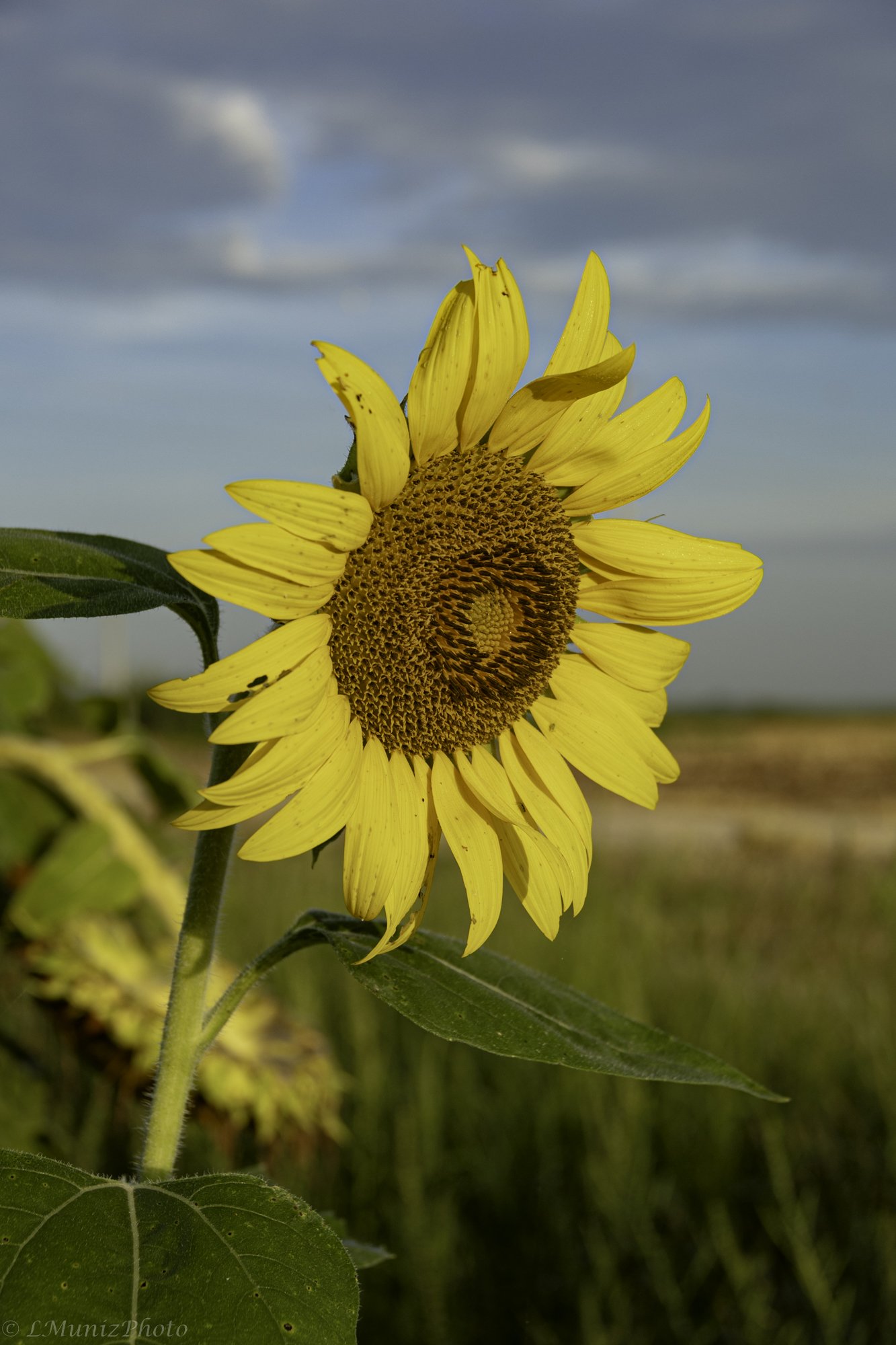 Sunflowers-3.jpg