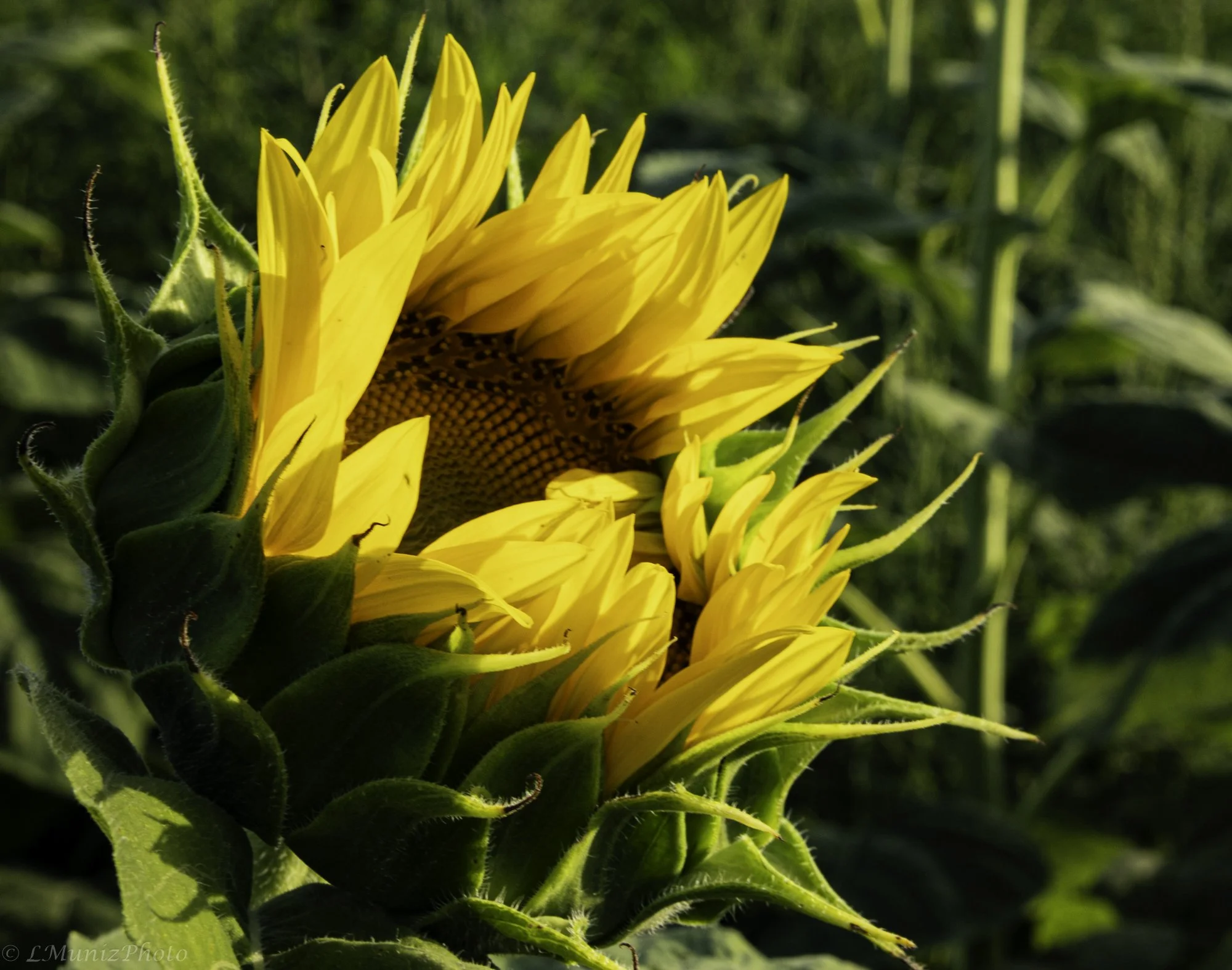 Sunflowers-12.jpg