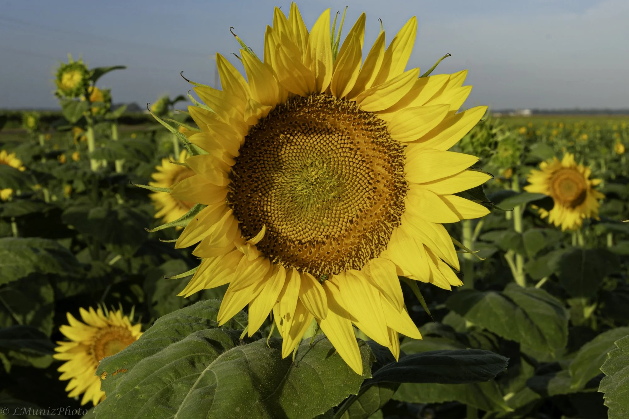 Sunflowers-13.jpg